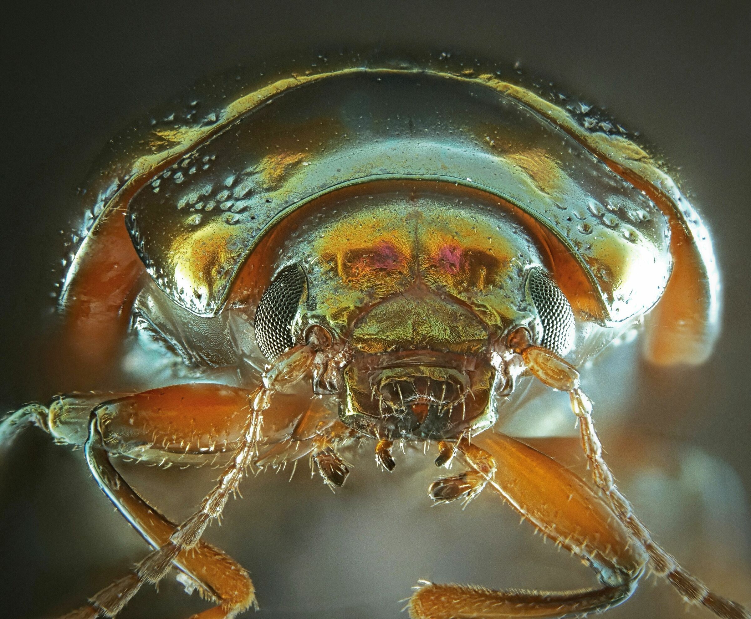 Coleoptera > Chrysomelidae > Chrysolina americana