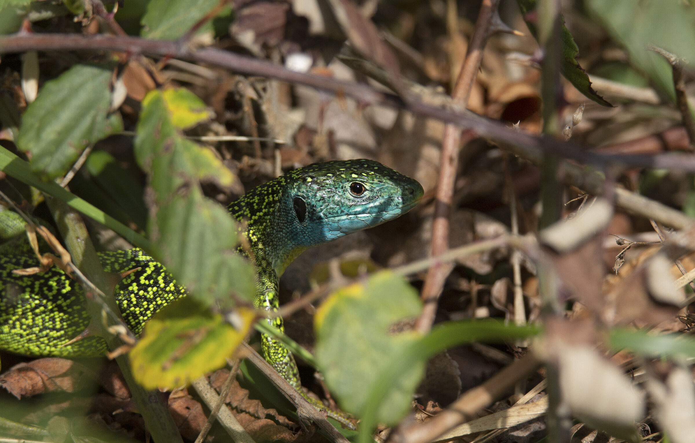 Un inaspettato, colorato incontro!