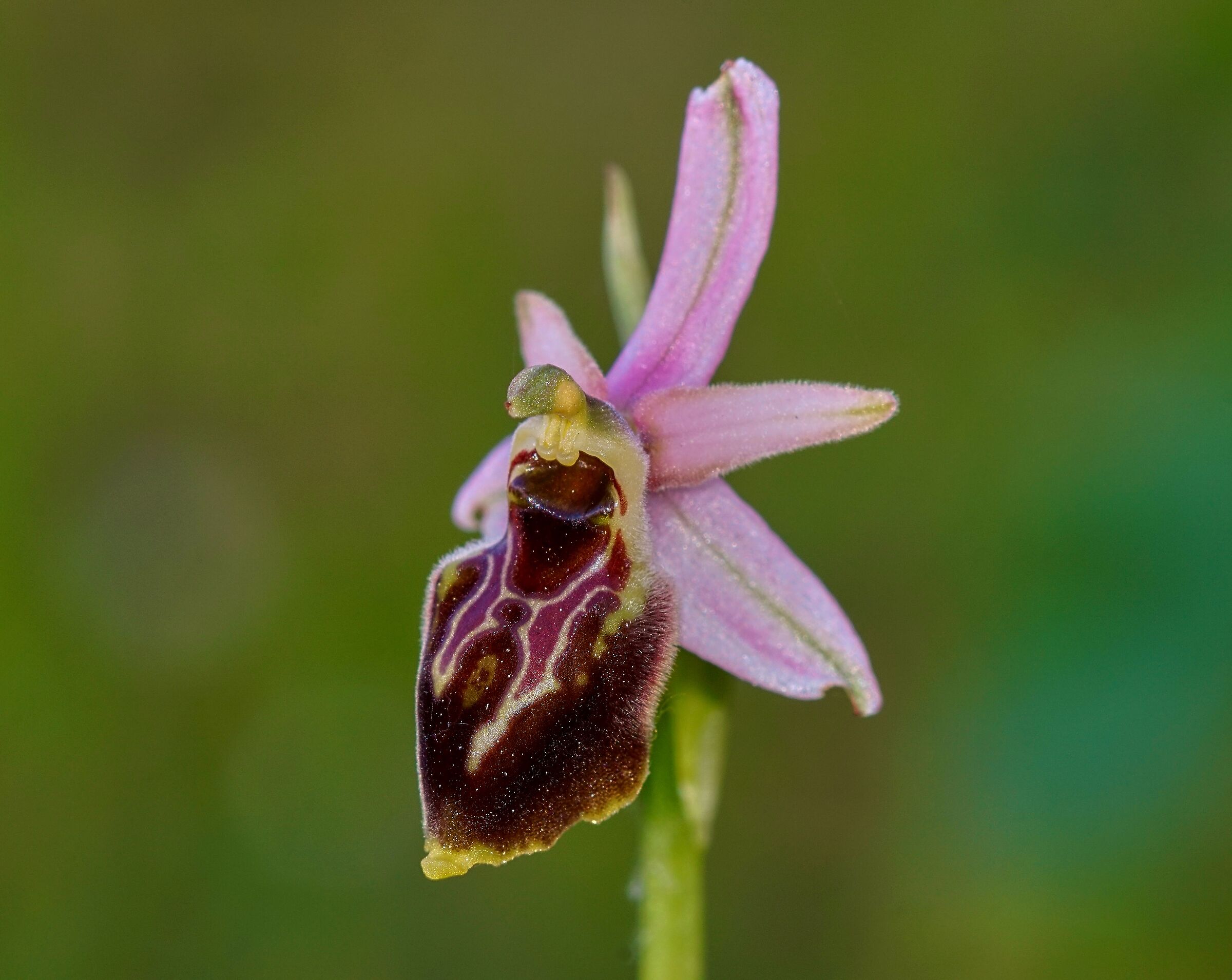 Ophrys exaltata subsp. montis-leonis