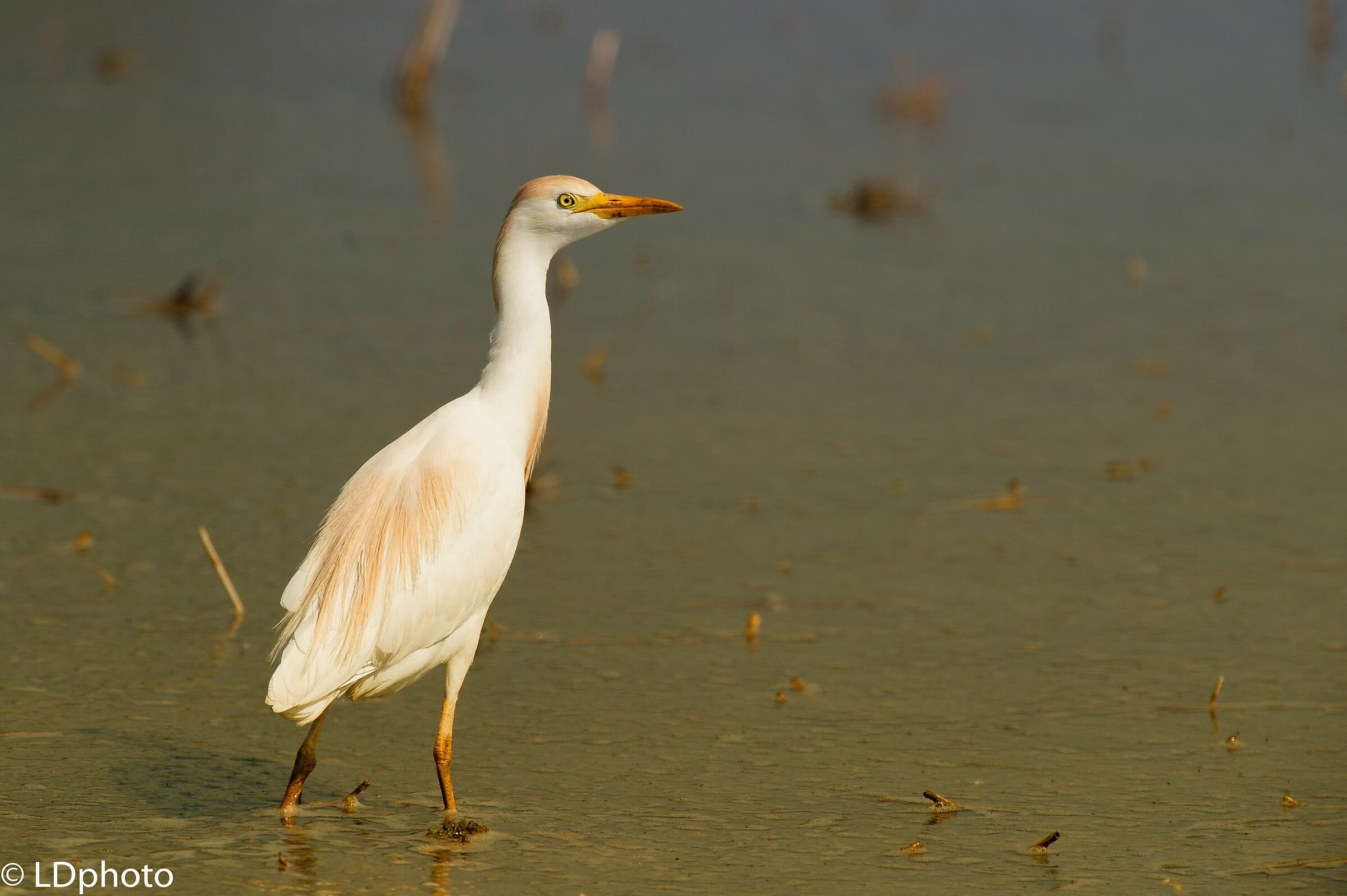 Cattle Egret