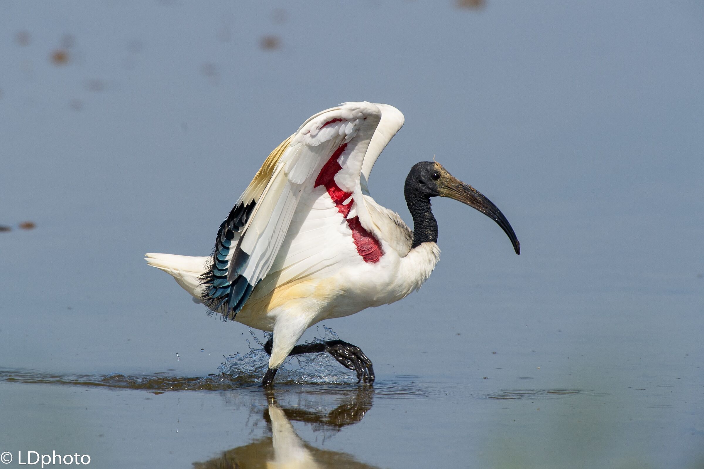 Sacred Ibis