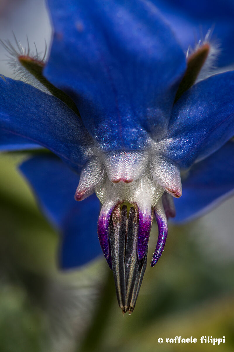 Fiore di Borragine