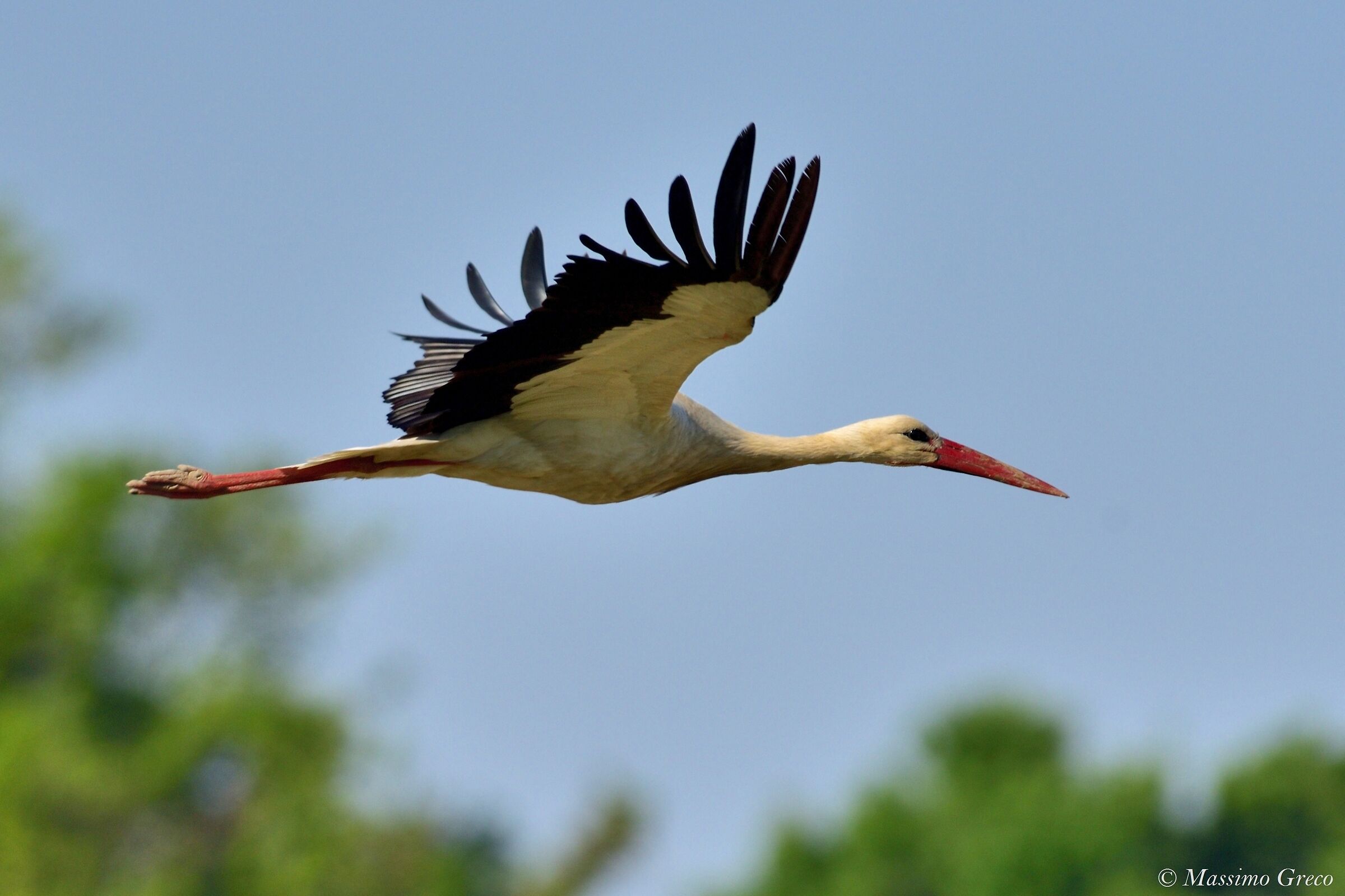 Cicogna (Ciconia ciconia)