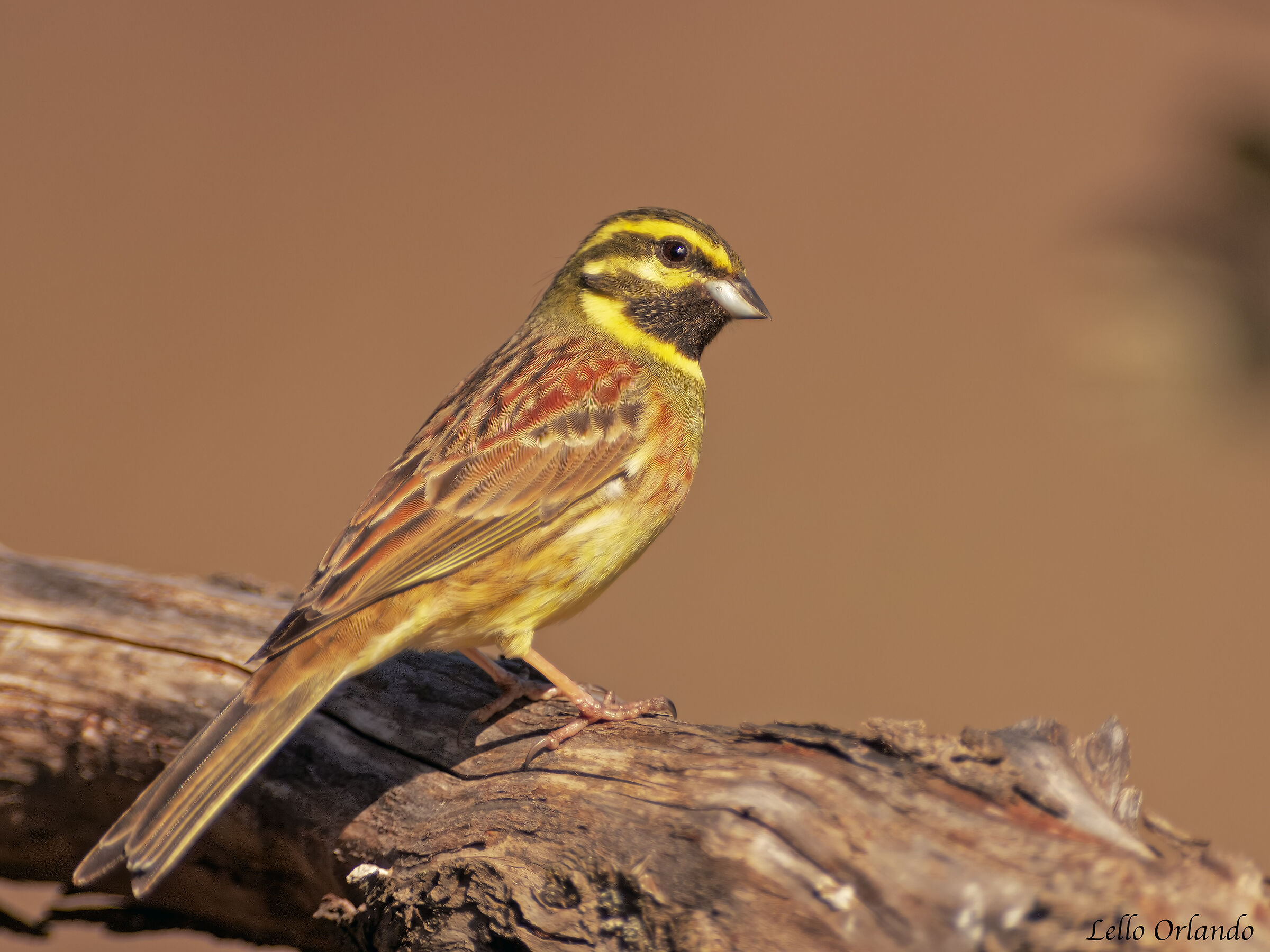 Black Yellowhammer