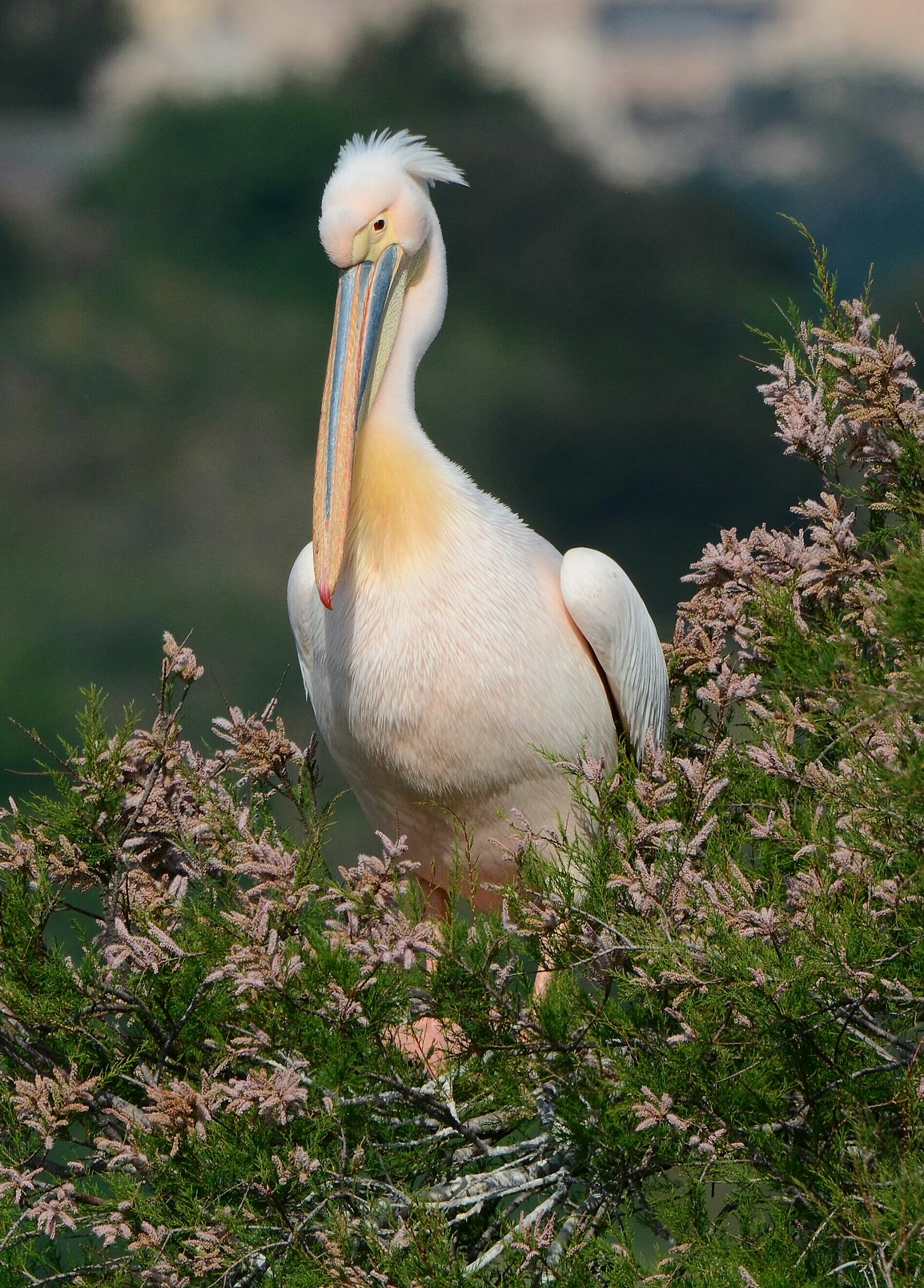 Pelican