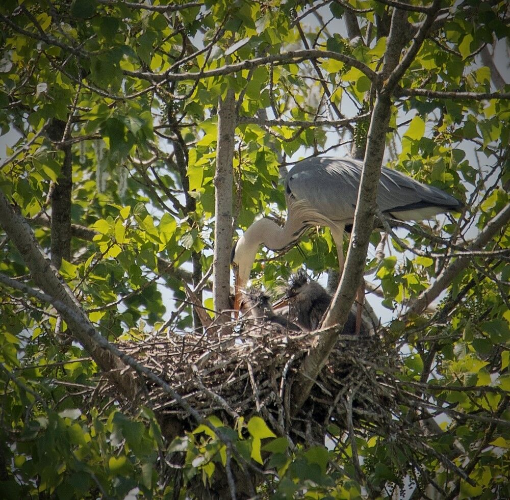 Grey Heron with Small