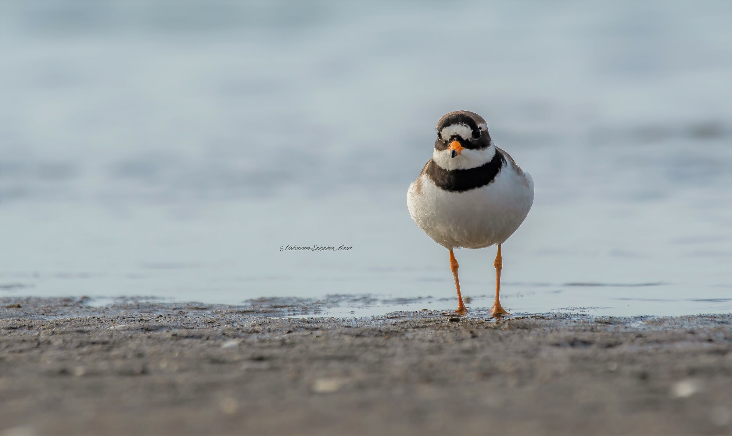 Charadrius hiaticula ( Corriere grosso)