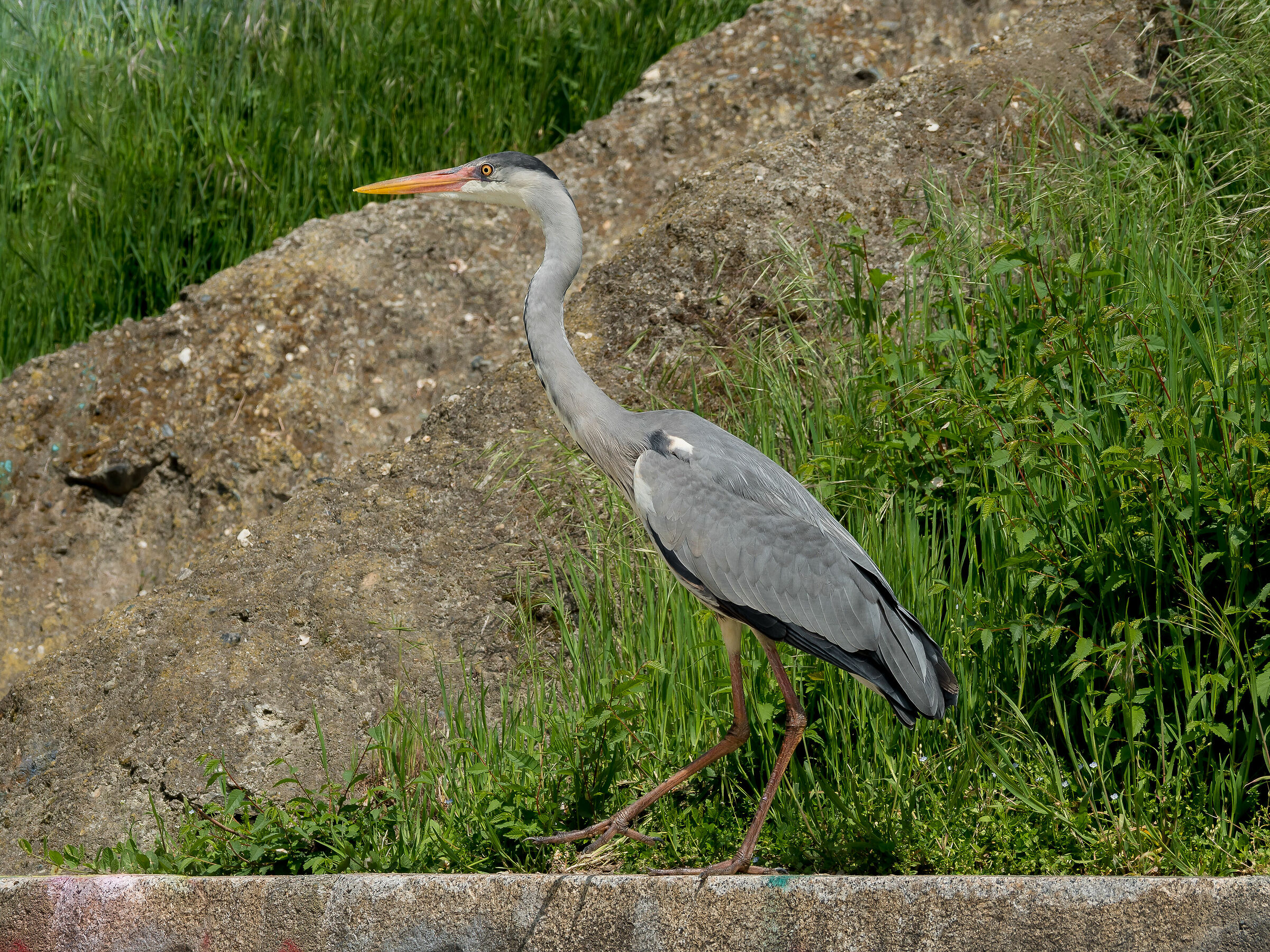 Walking along the Murazzi......