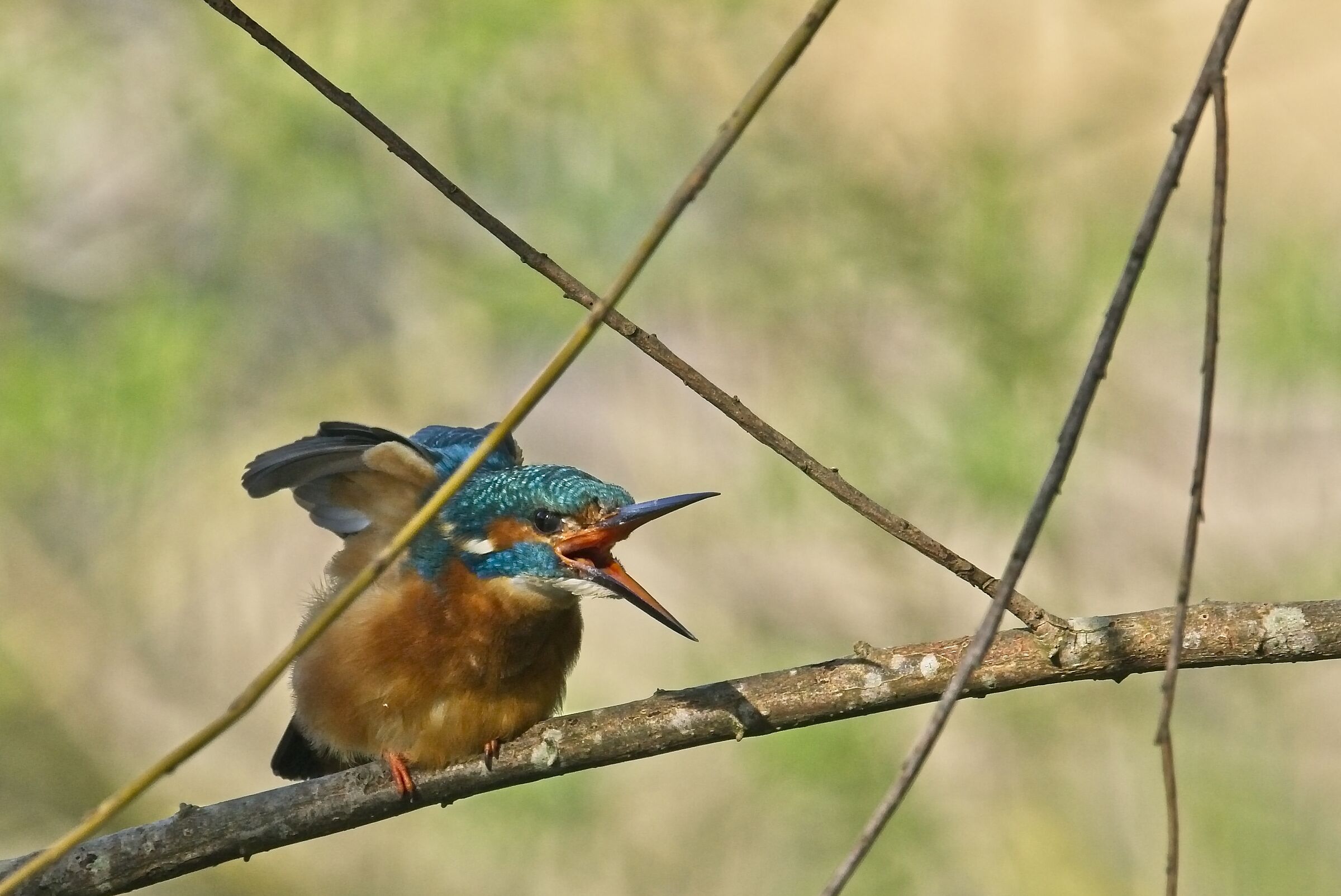 kingfisher go away