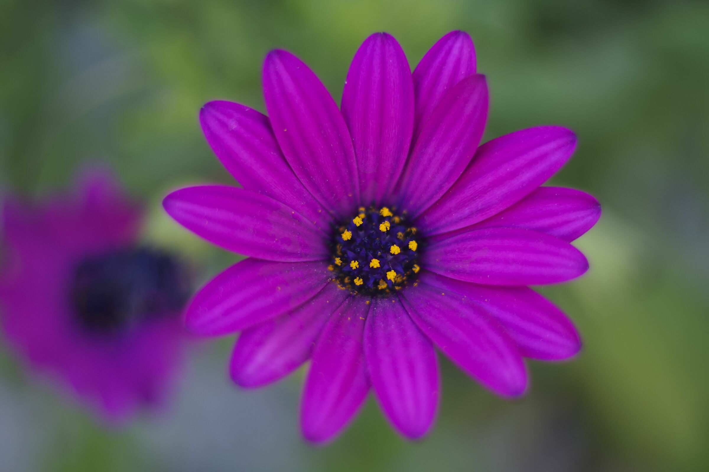 Prova helios 44-4 su pentax k70(consigli e critiche )