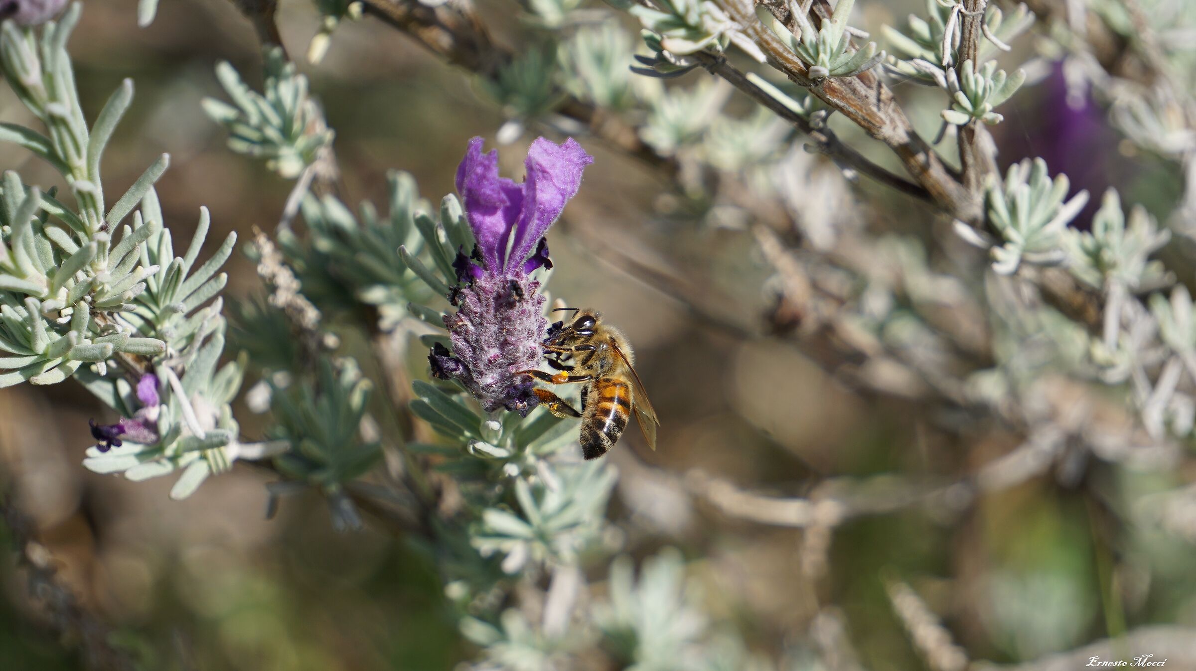 L'Ape su Lavanda Selvatica