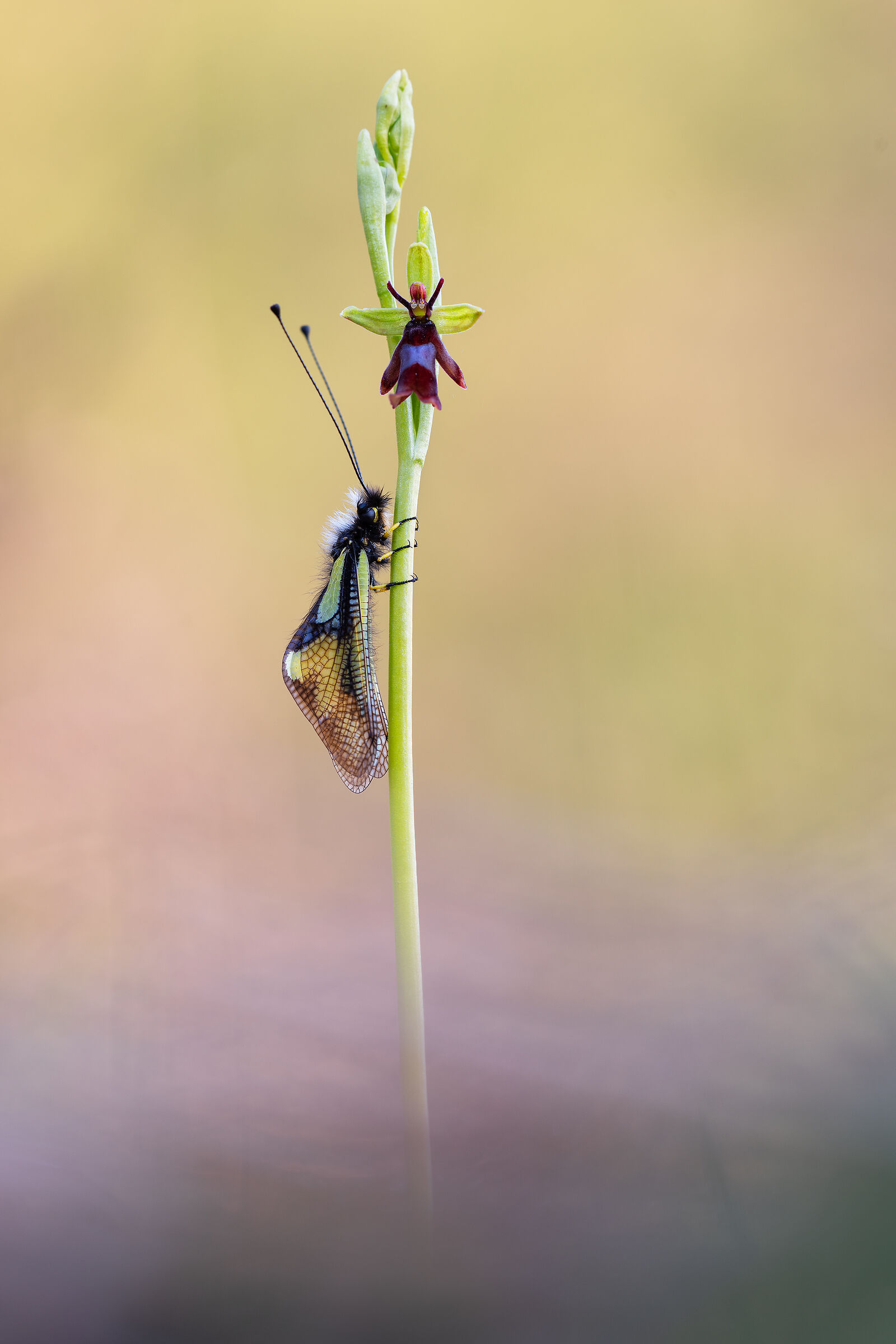 Libelloides coccajus su Ophrys insectifera