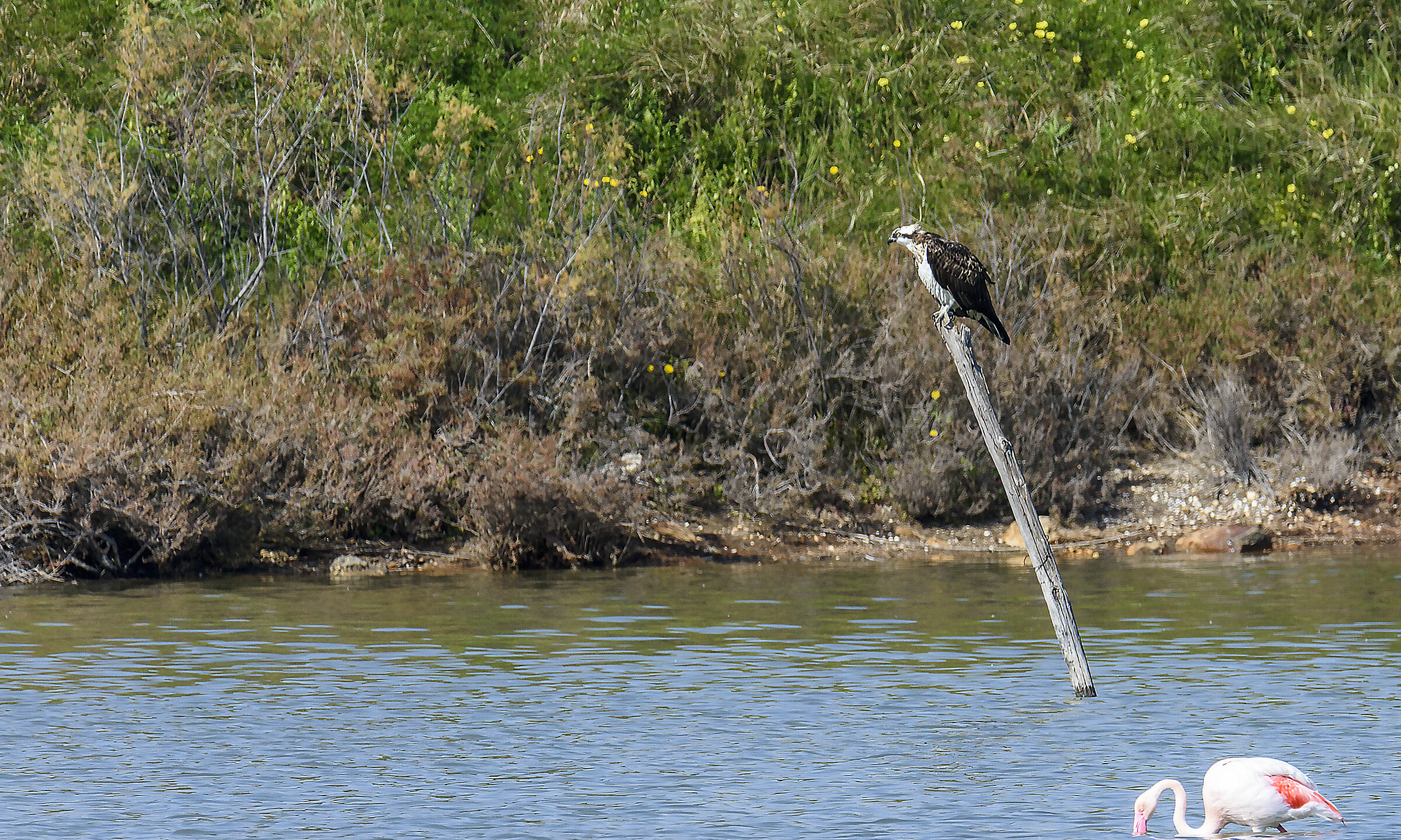 Falco pescatore , modesto crop.