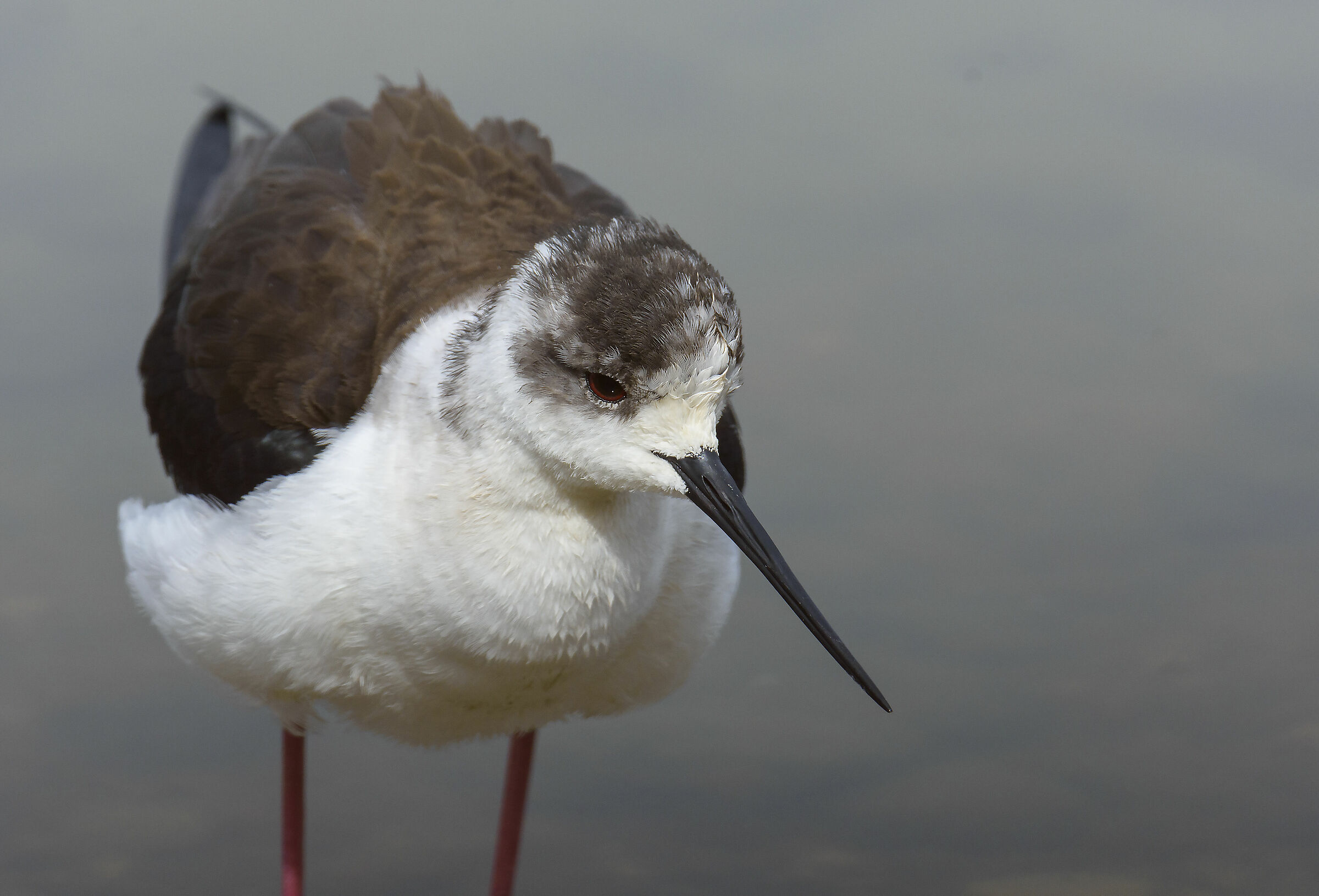 Ritratto di un Cavaliere