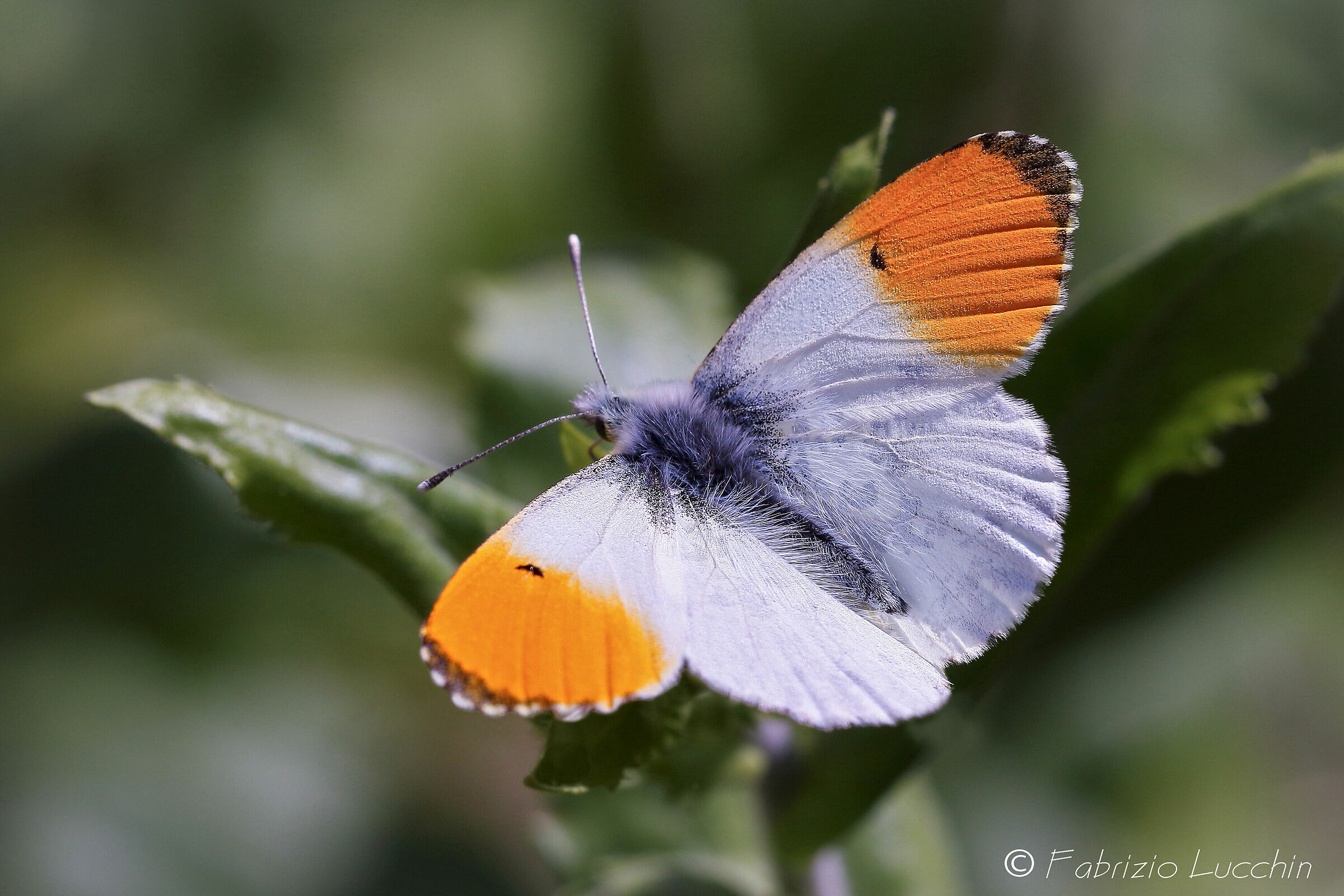 Anthocharis cardamines Maschio (Aurora)