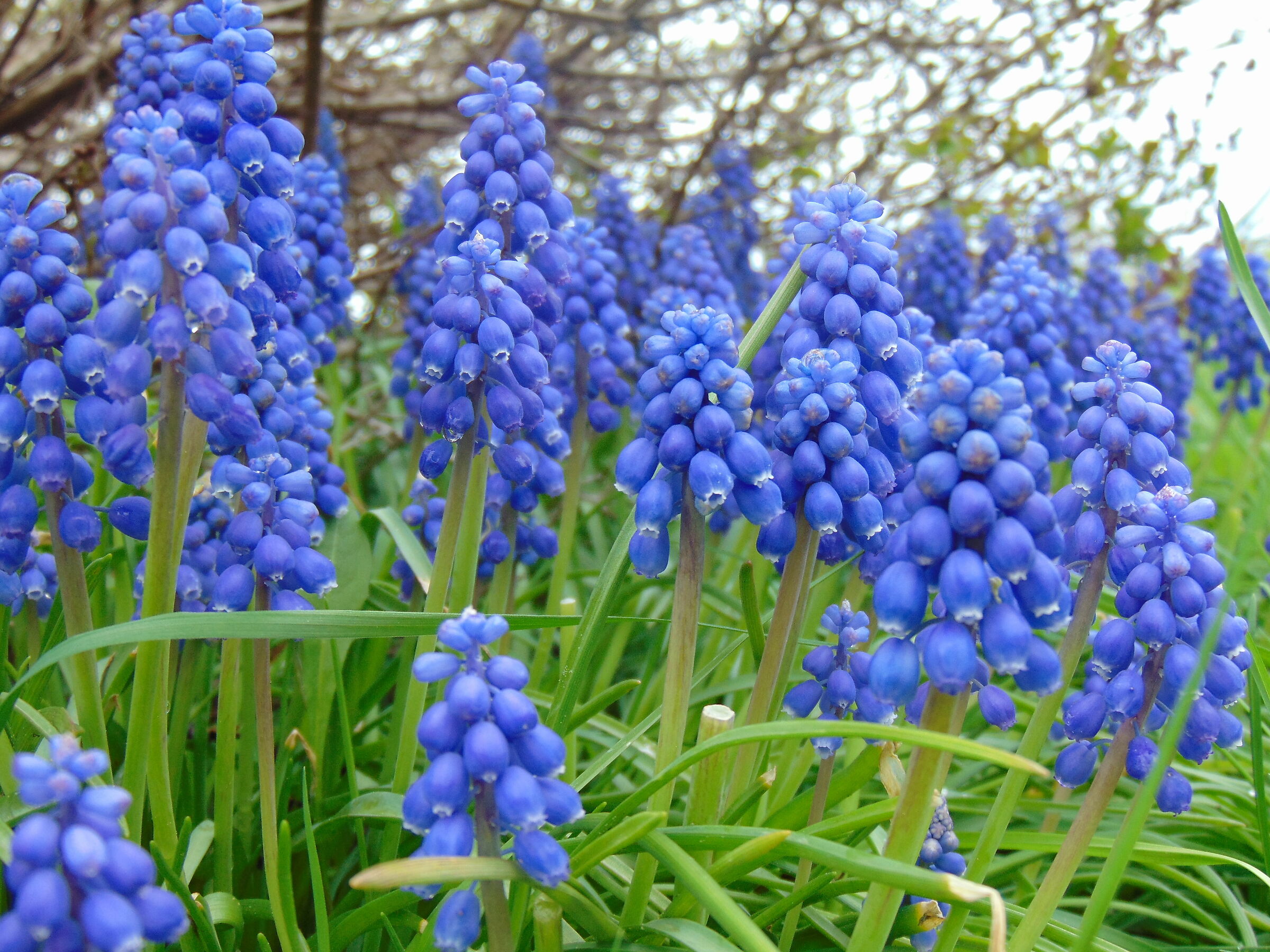 Blue Flowers... Toronto