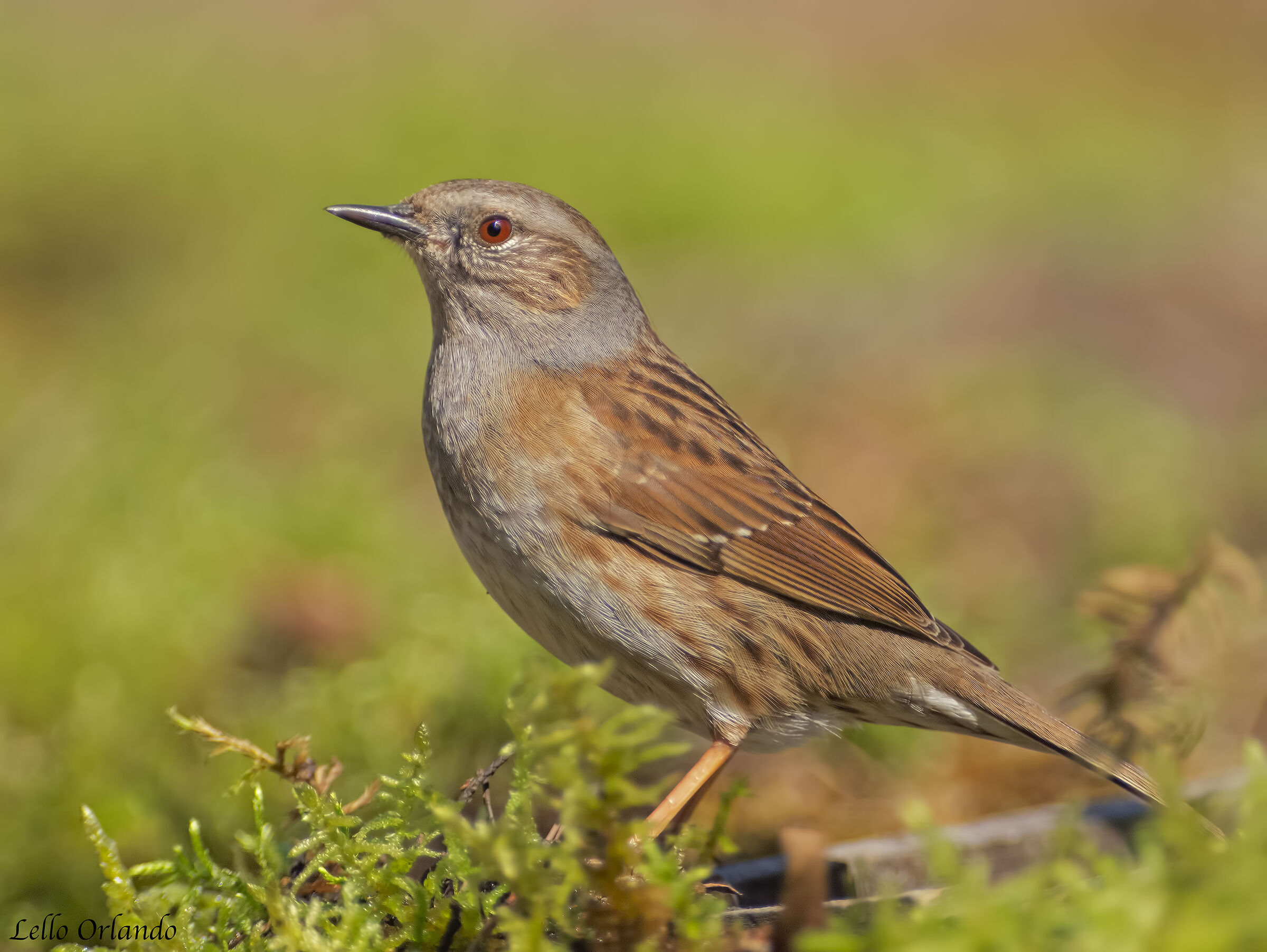 Flounder Scopaiola HD