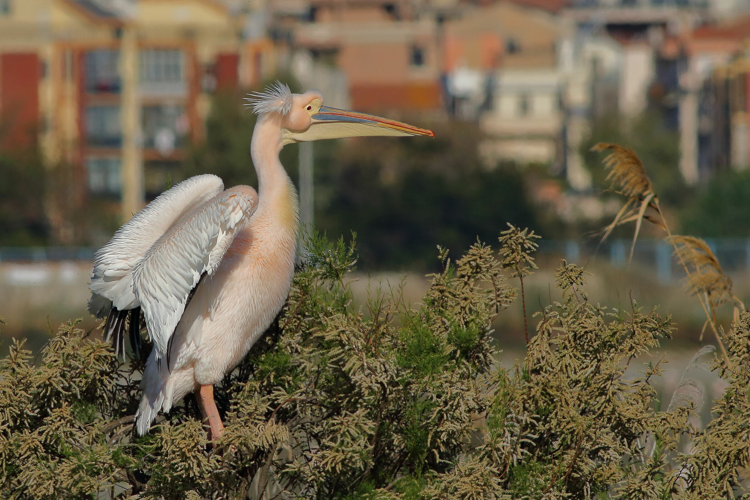 Pellicano a Cagliari