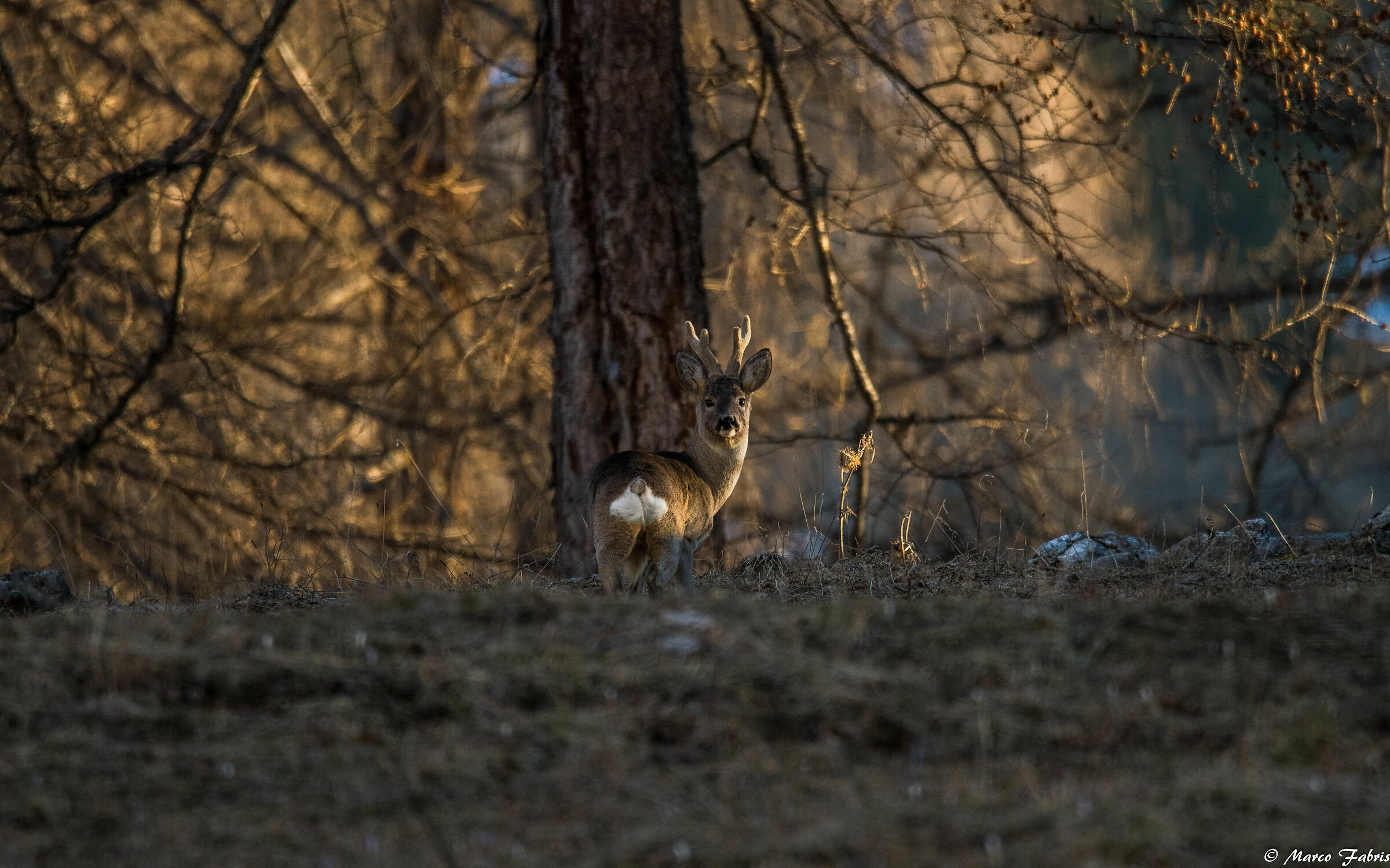 One more and then I go away...