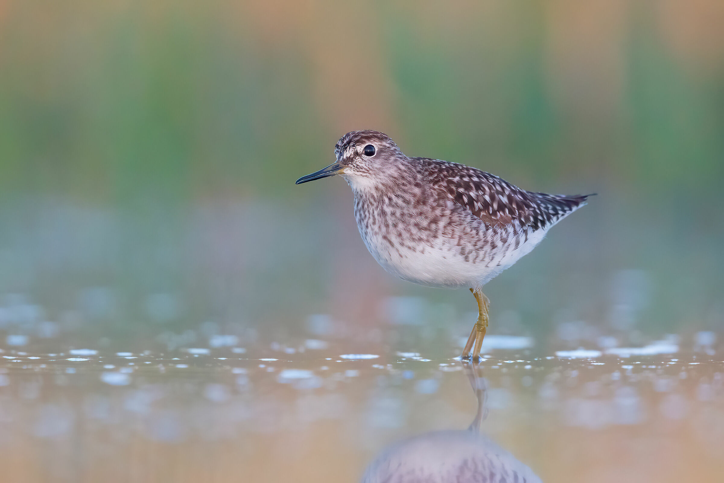 Pyro Pyro Boschereccio