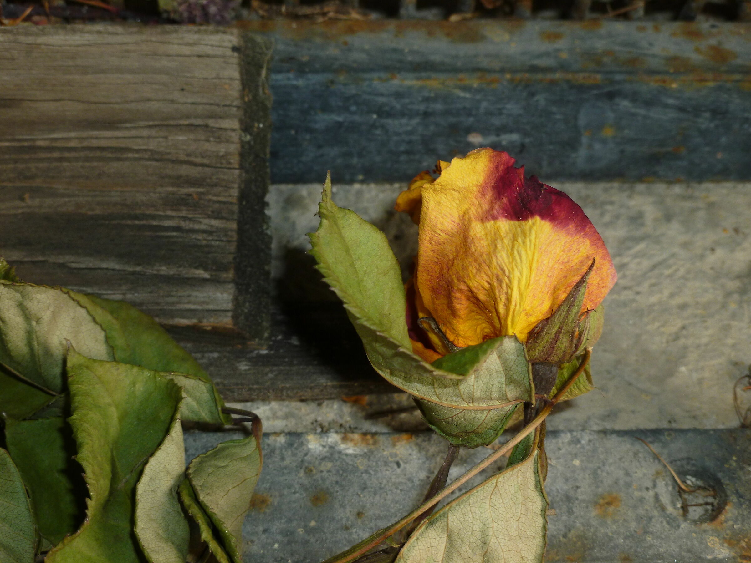 Composizione fiore e ferro