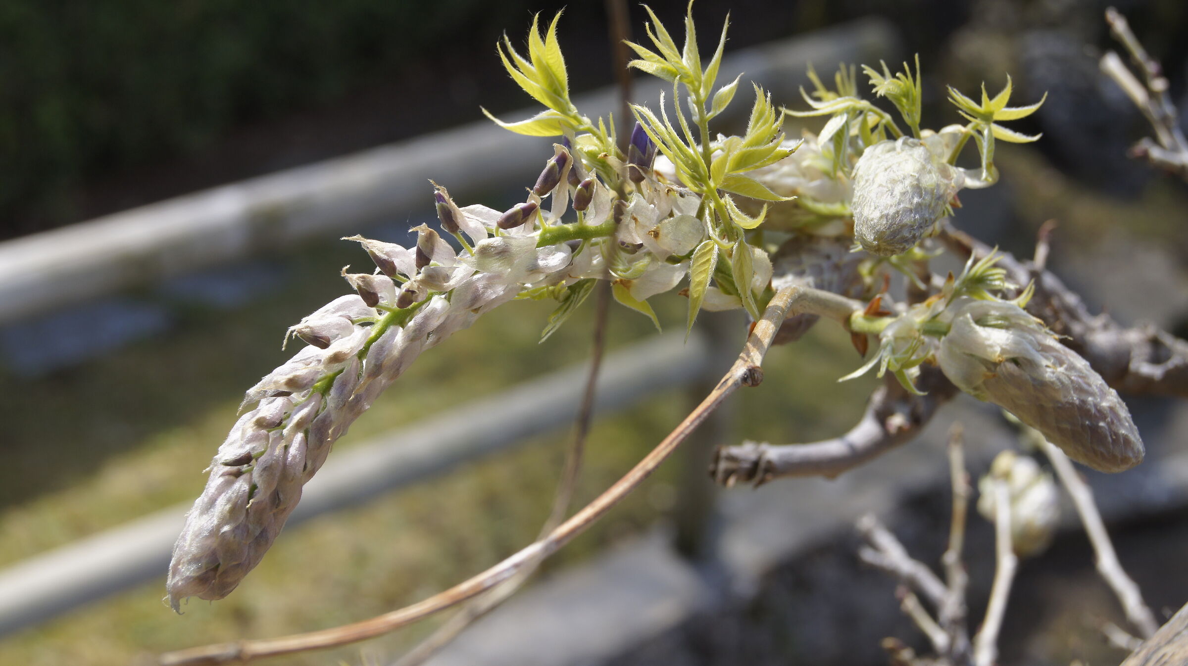 Wisteria