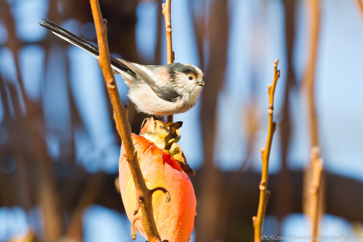 Long-tailed Tit