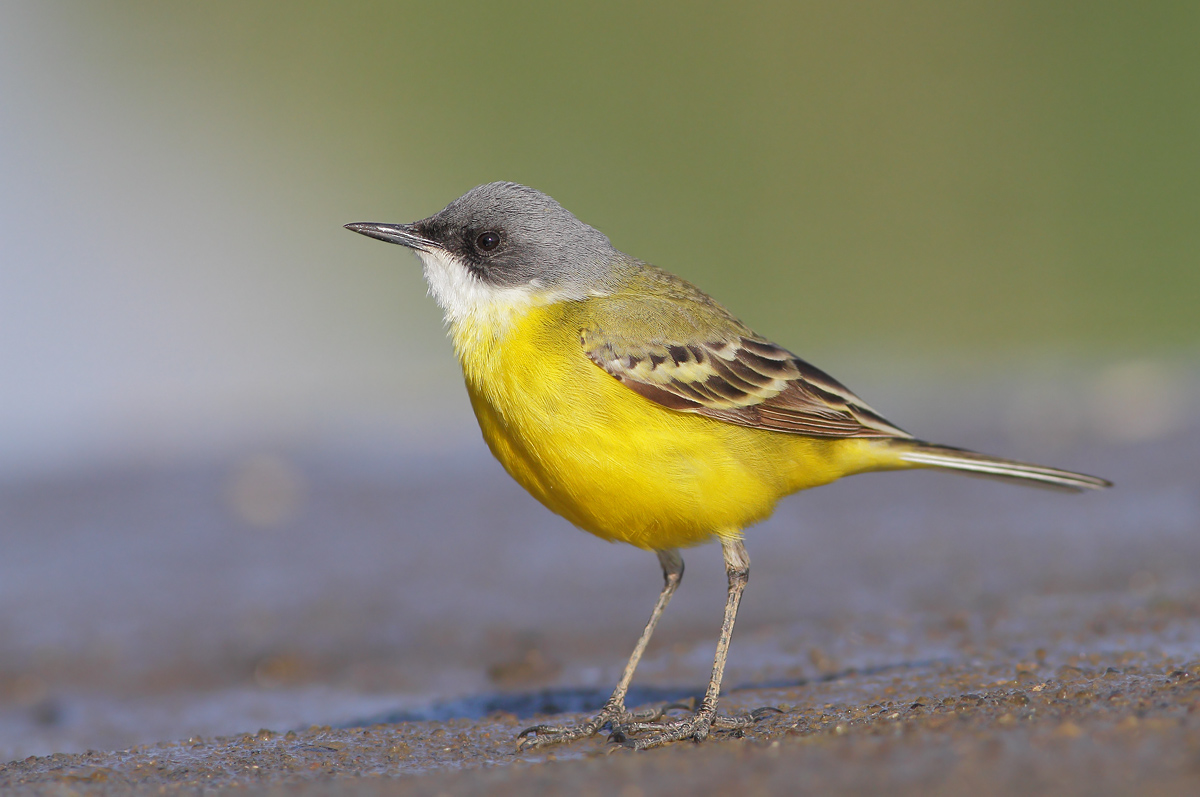 Yellow Wagtail