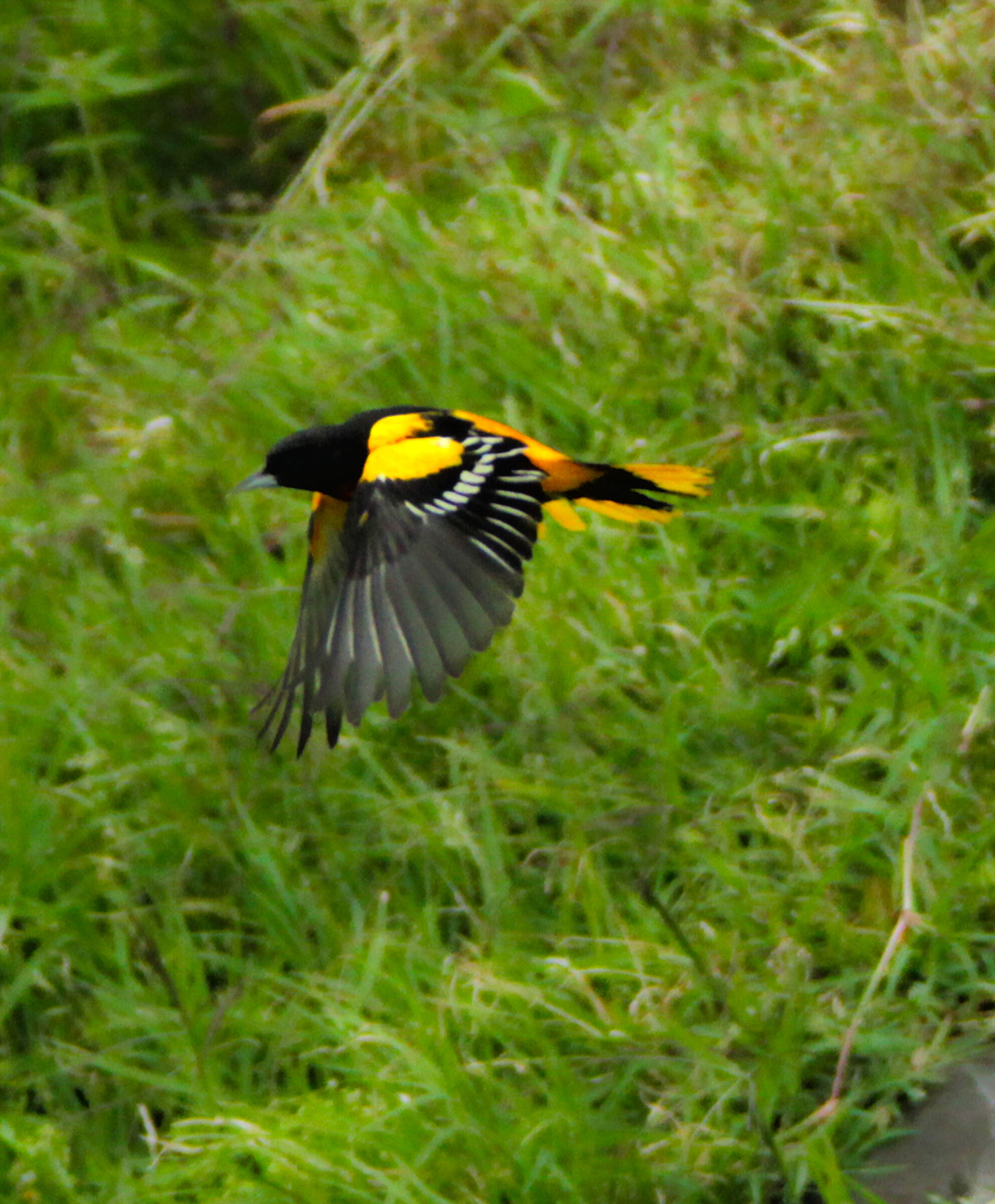 Baltimore Oriole Bad