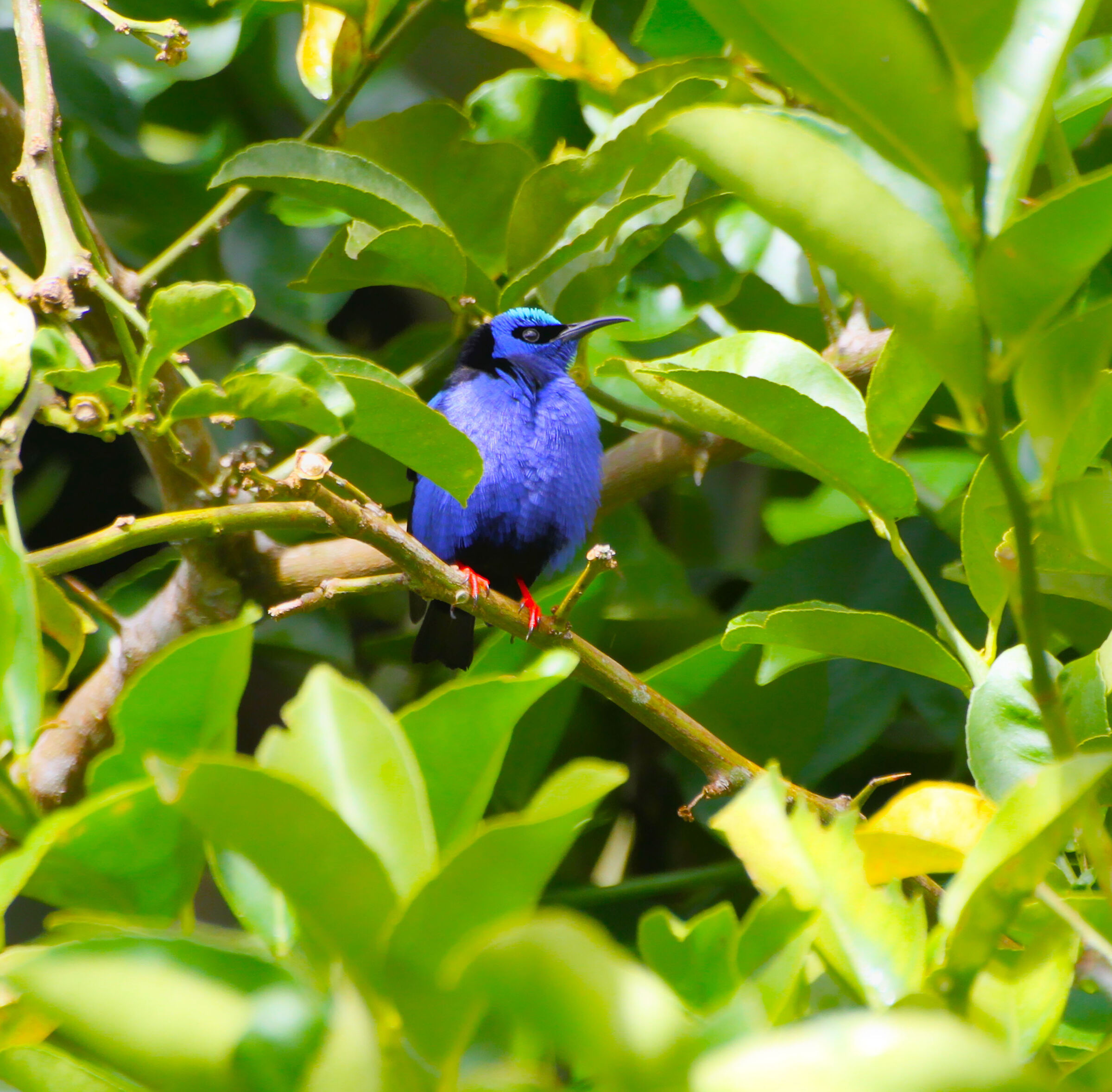 Red legged Honeycreeper Bad