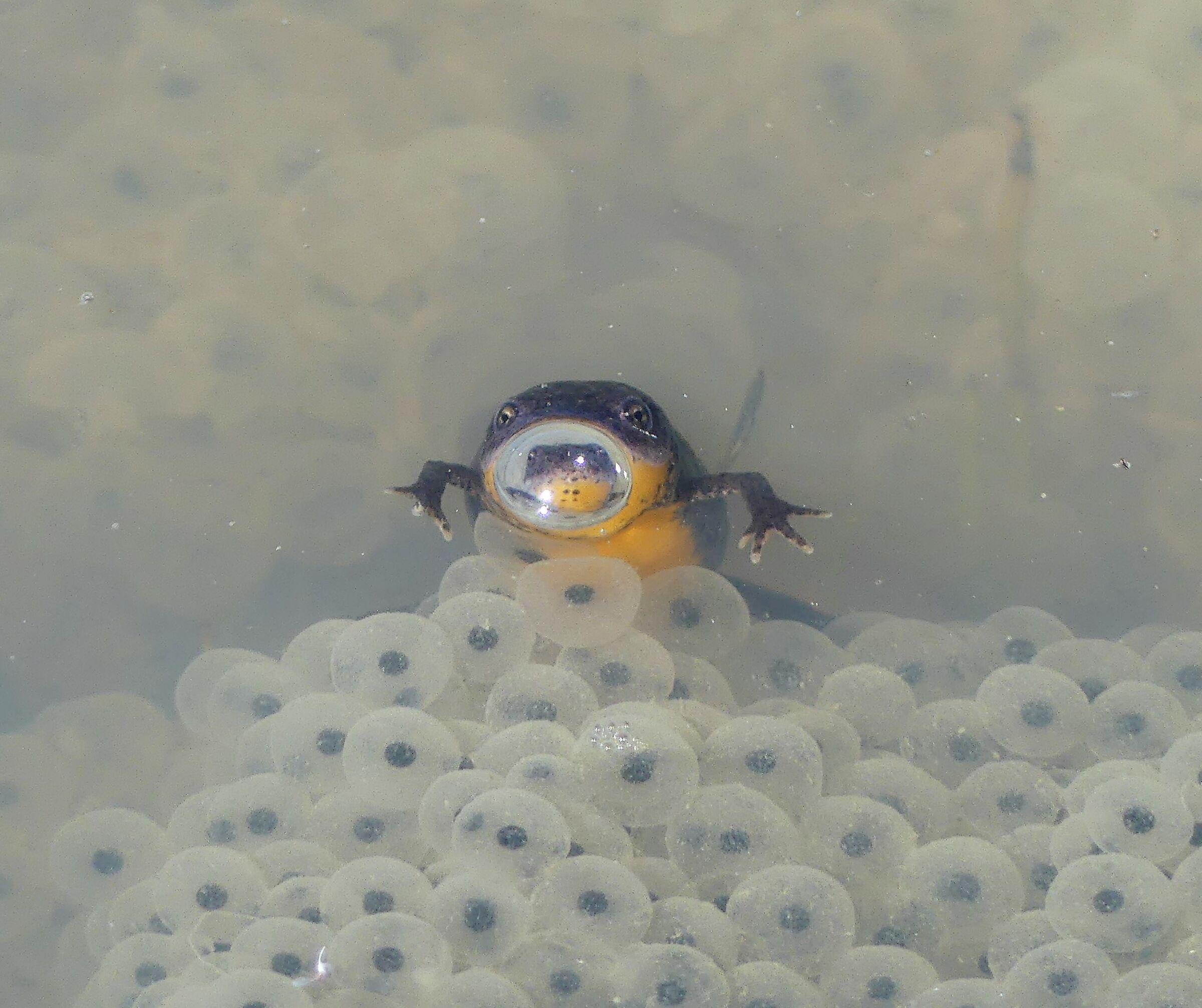 Riflesso nella bolla d'aria