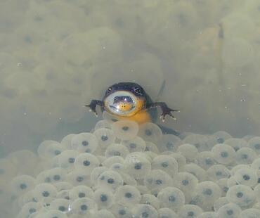 Ichthyosaura alpestris