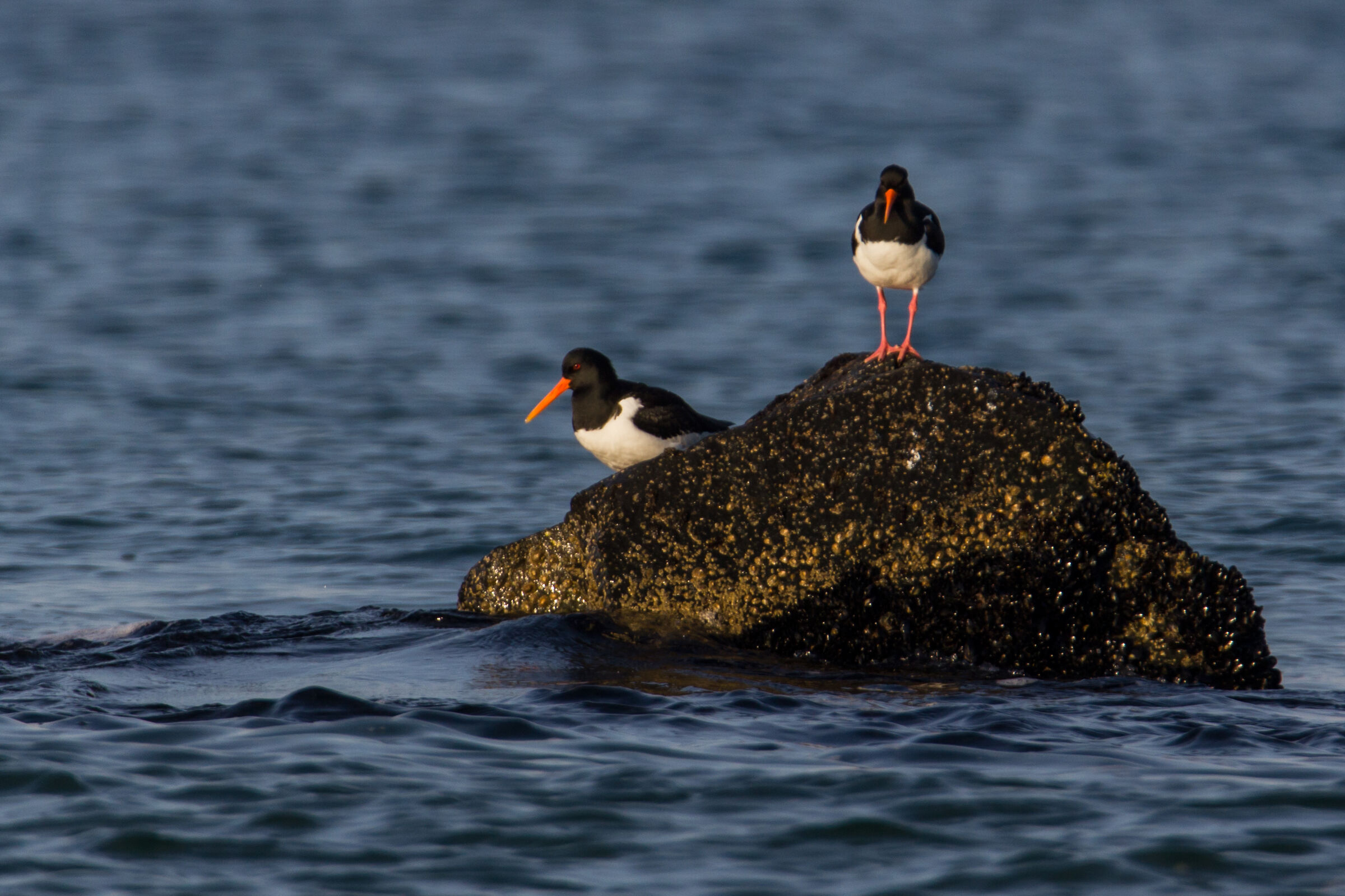 Sea Woodcocks