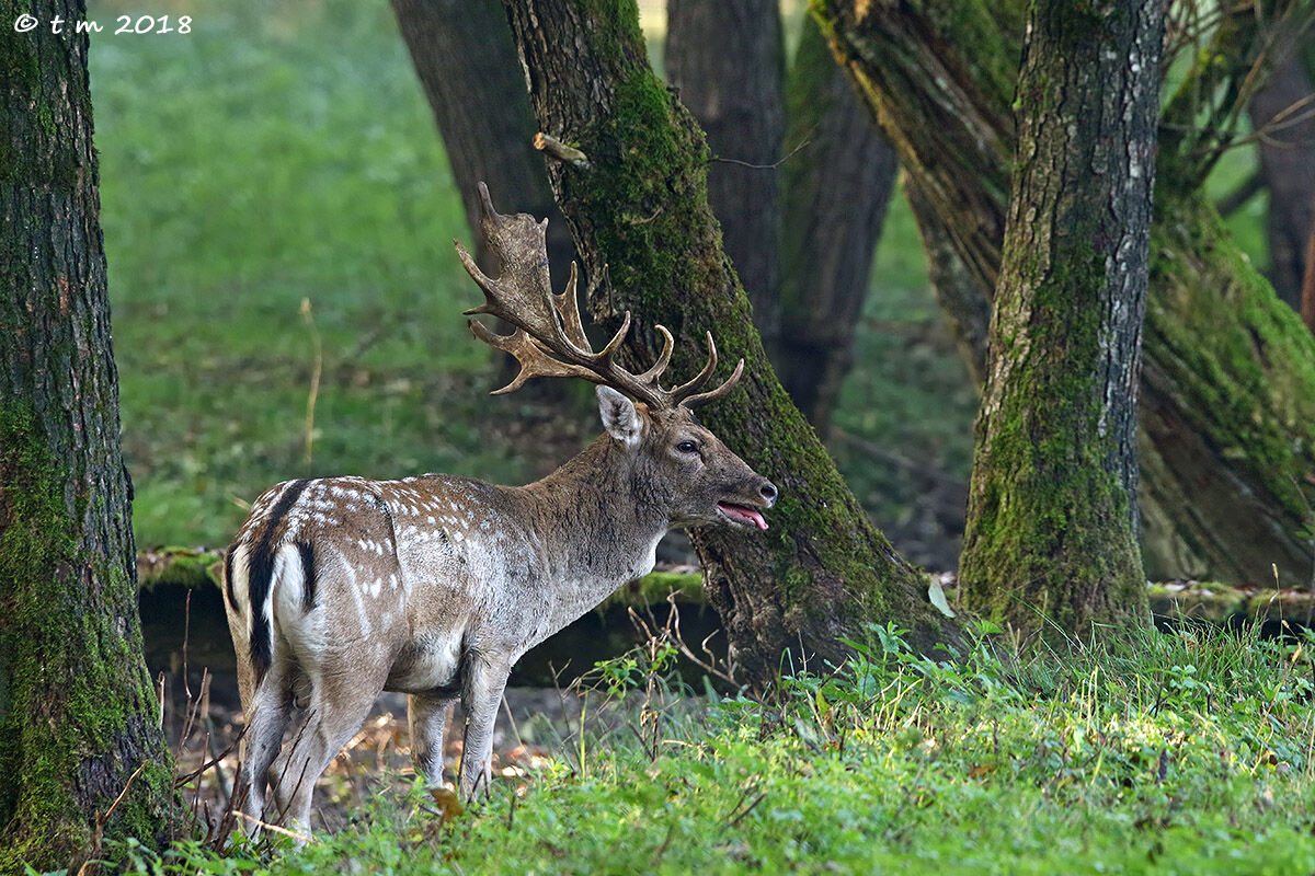 Fatigue after combat