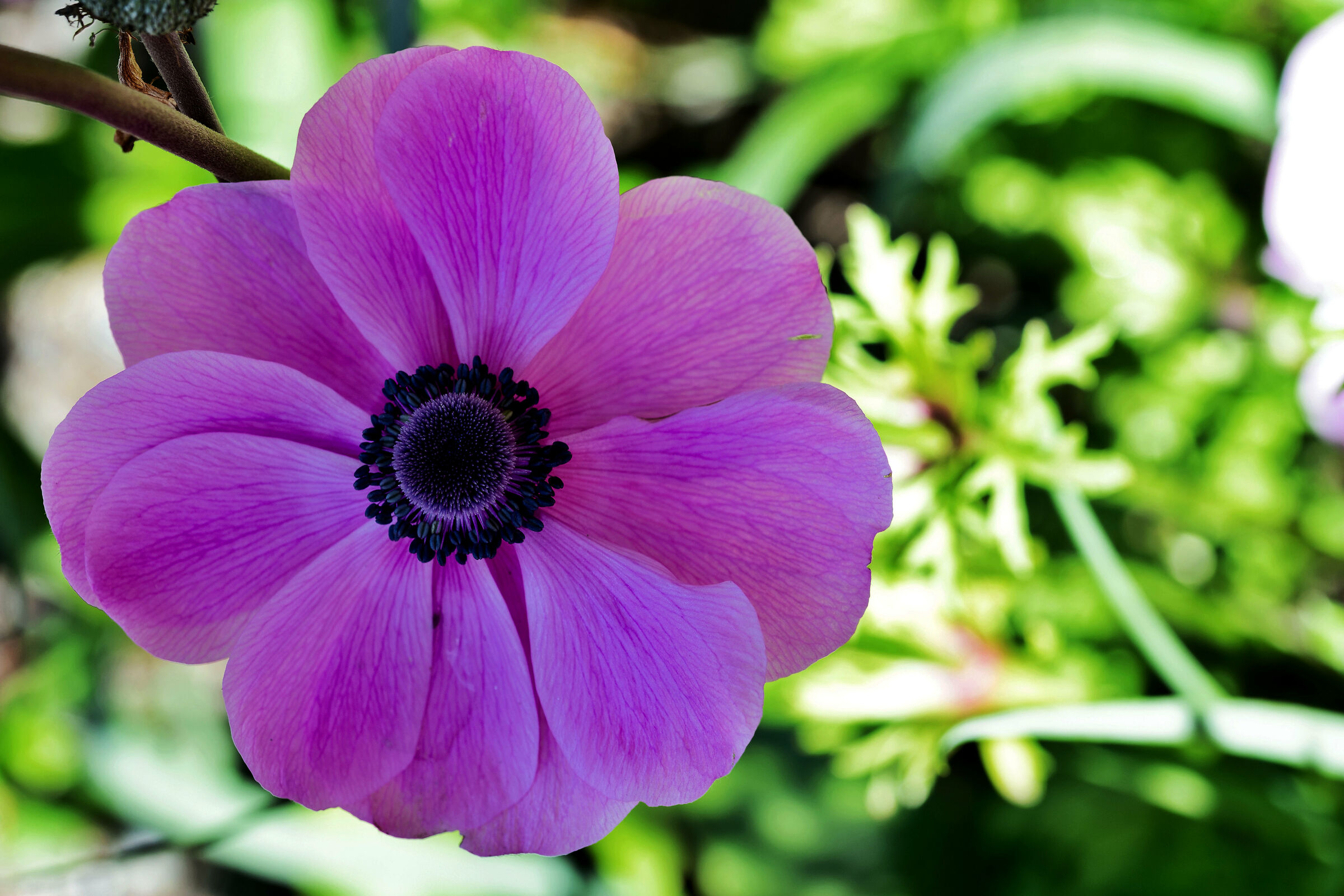 Pink Anemone
