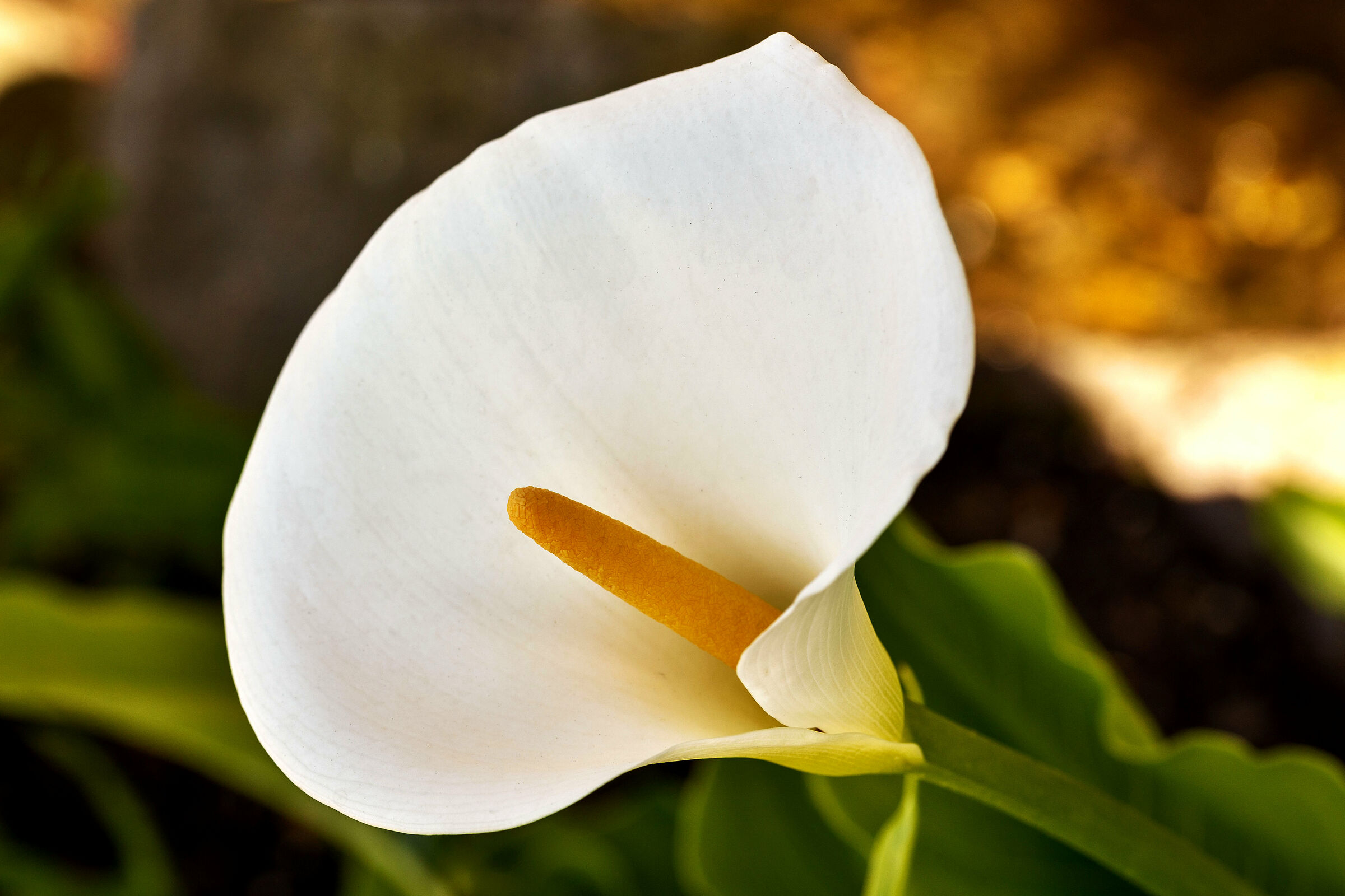 Calla