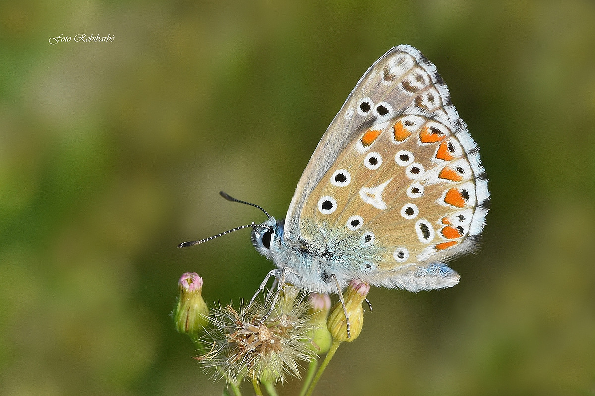 Aricia Dell'eliantemo...