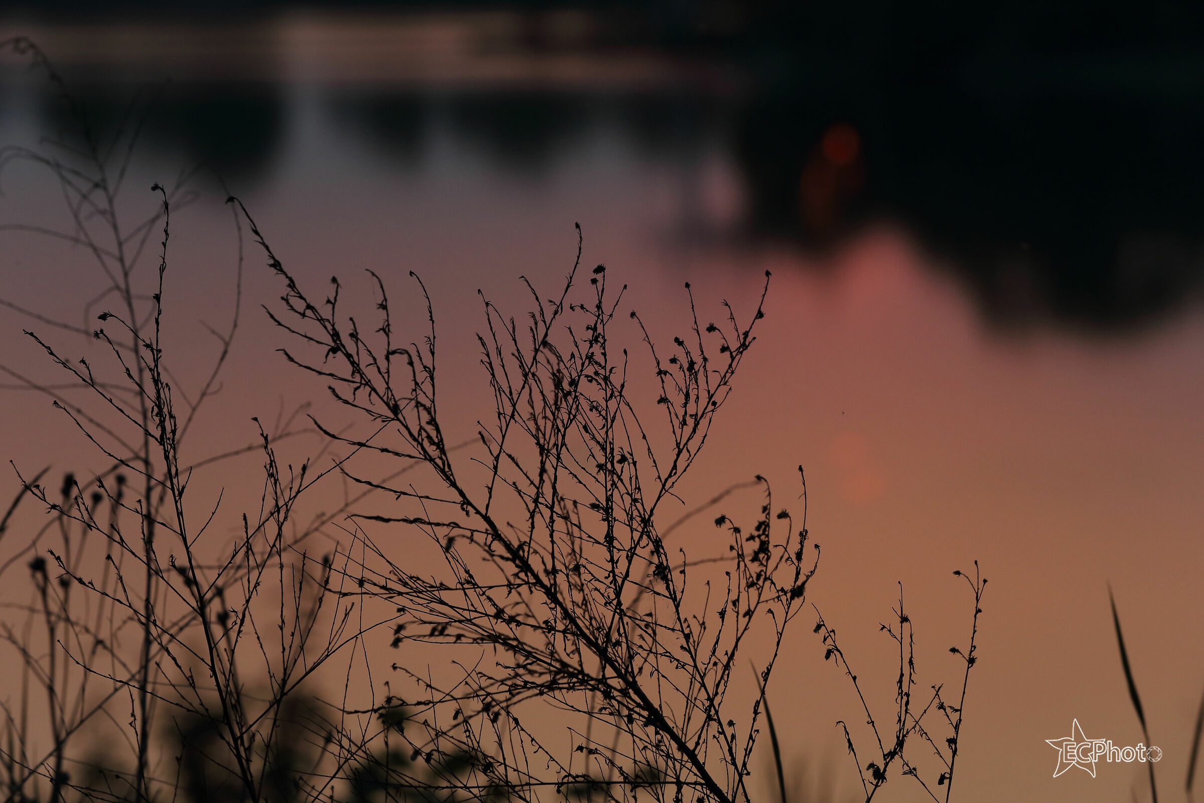 Branches at sunset