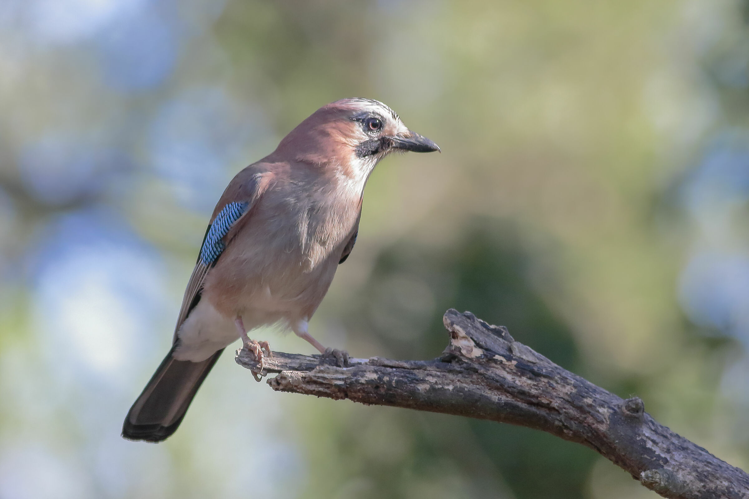 La Ghiandaia (Garrulus glandarius, linnaeus, 1758)