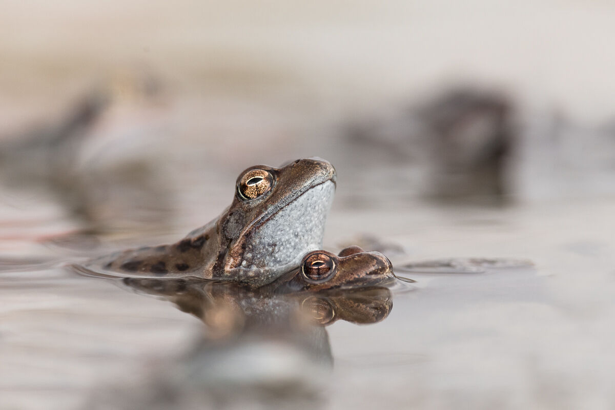 Temporary Frogs in mating...