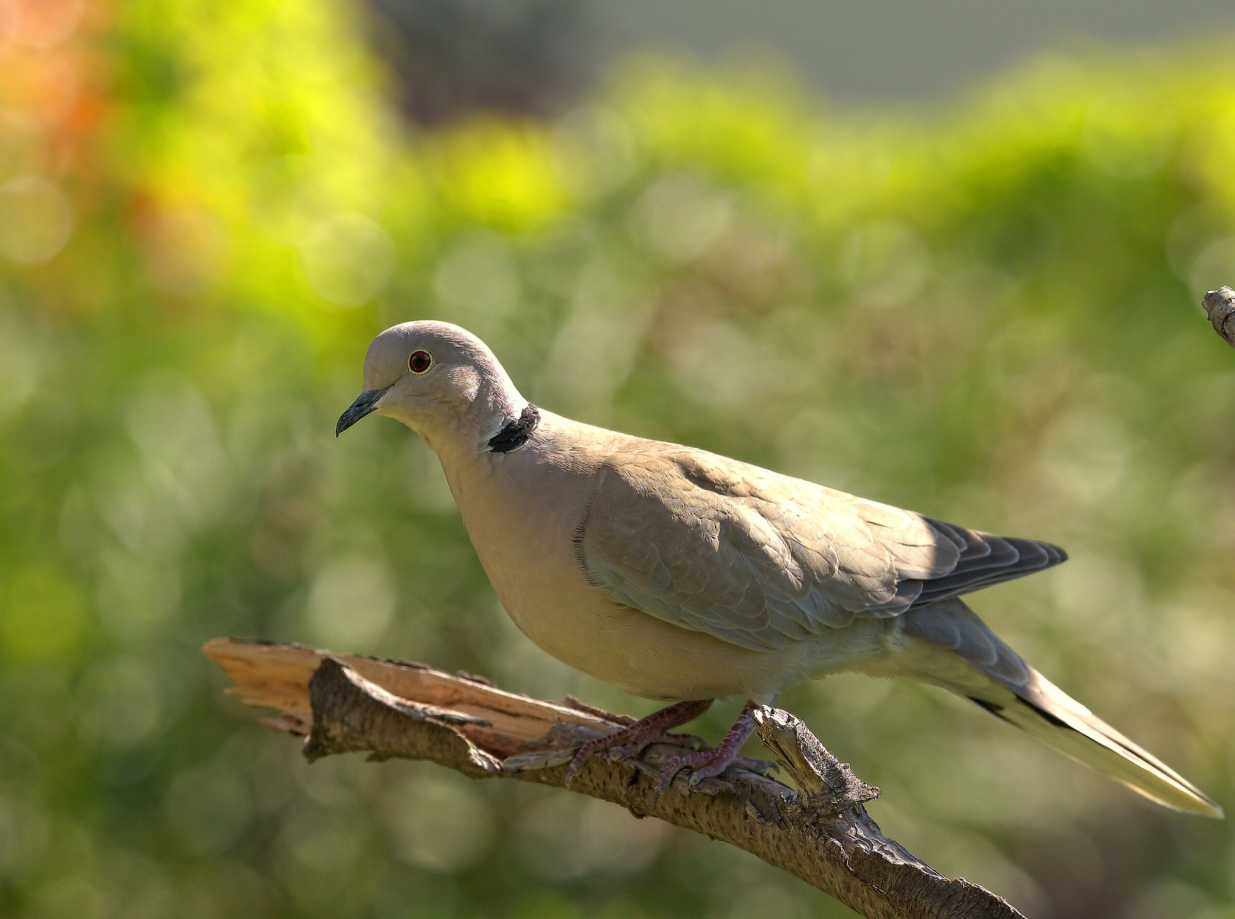 Collared Turtledove