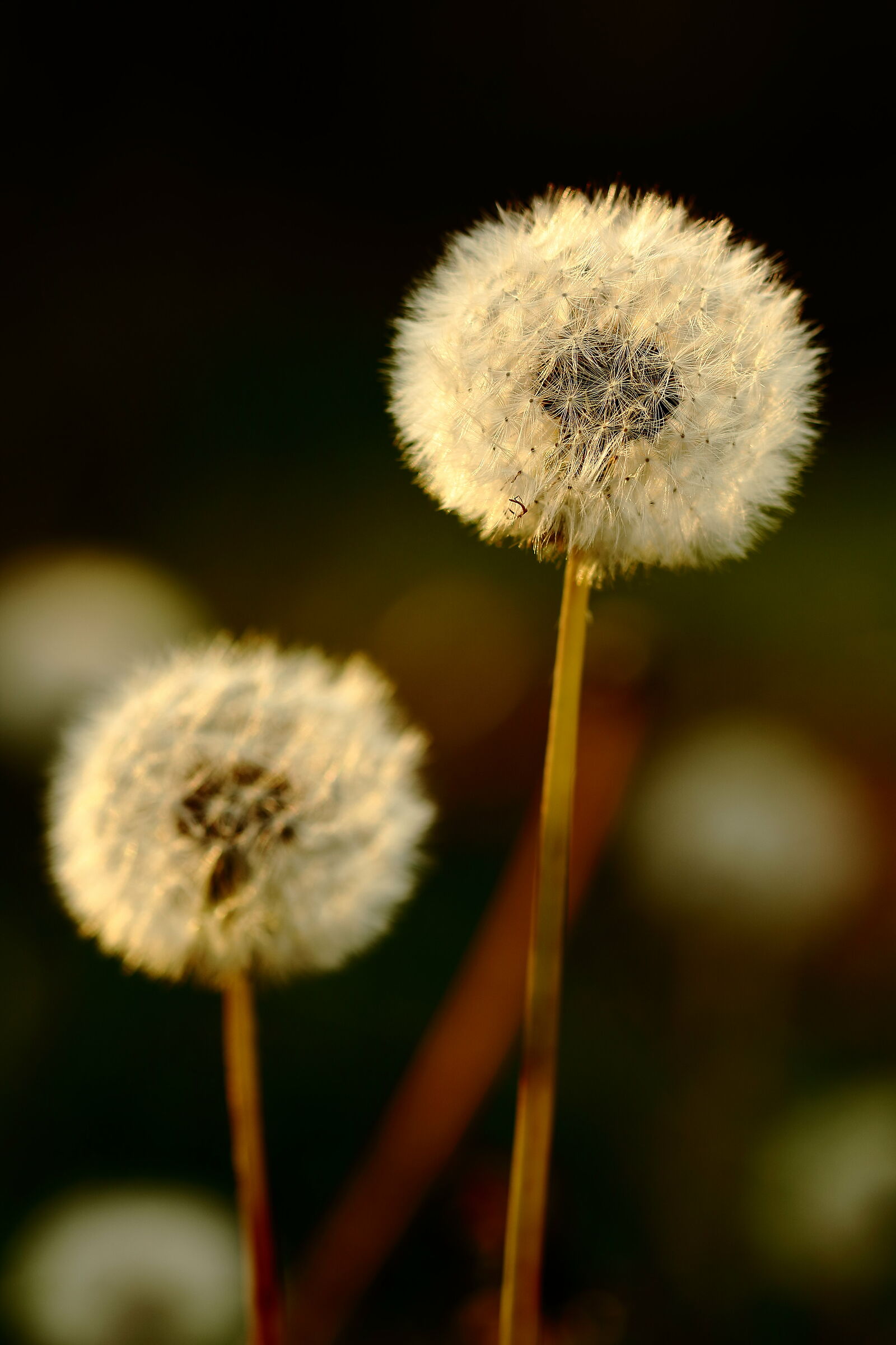 Dandelion