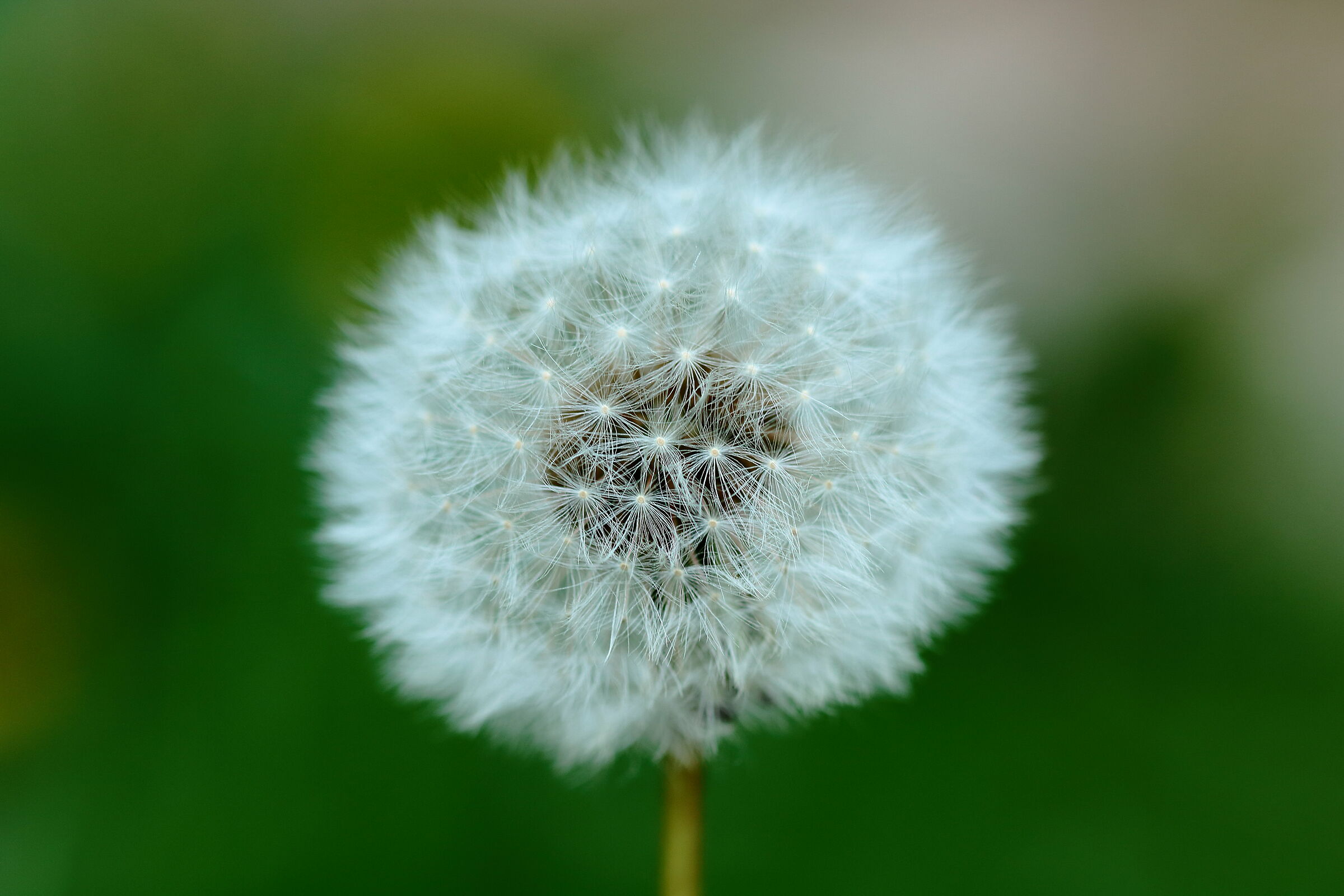 Dandelion 2