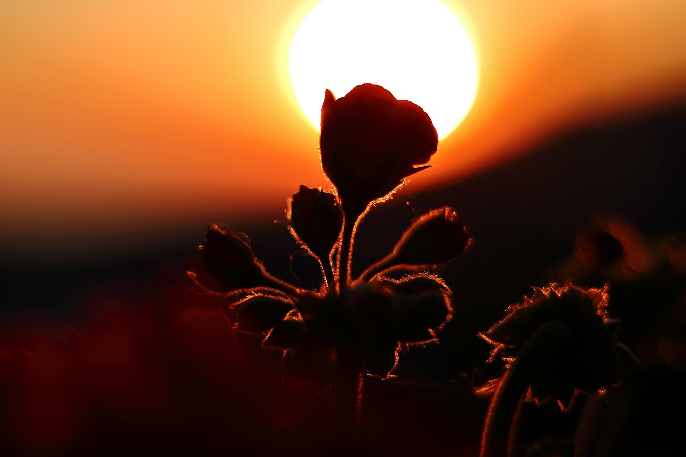 Geraniums under the Sun