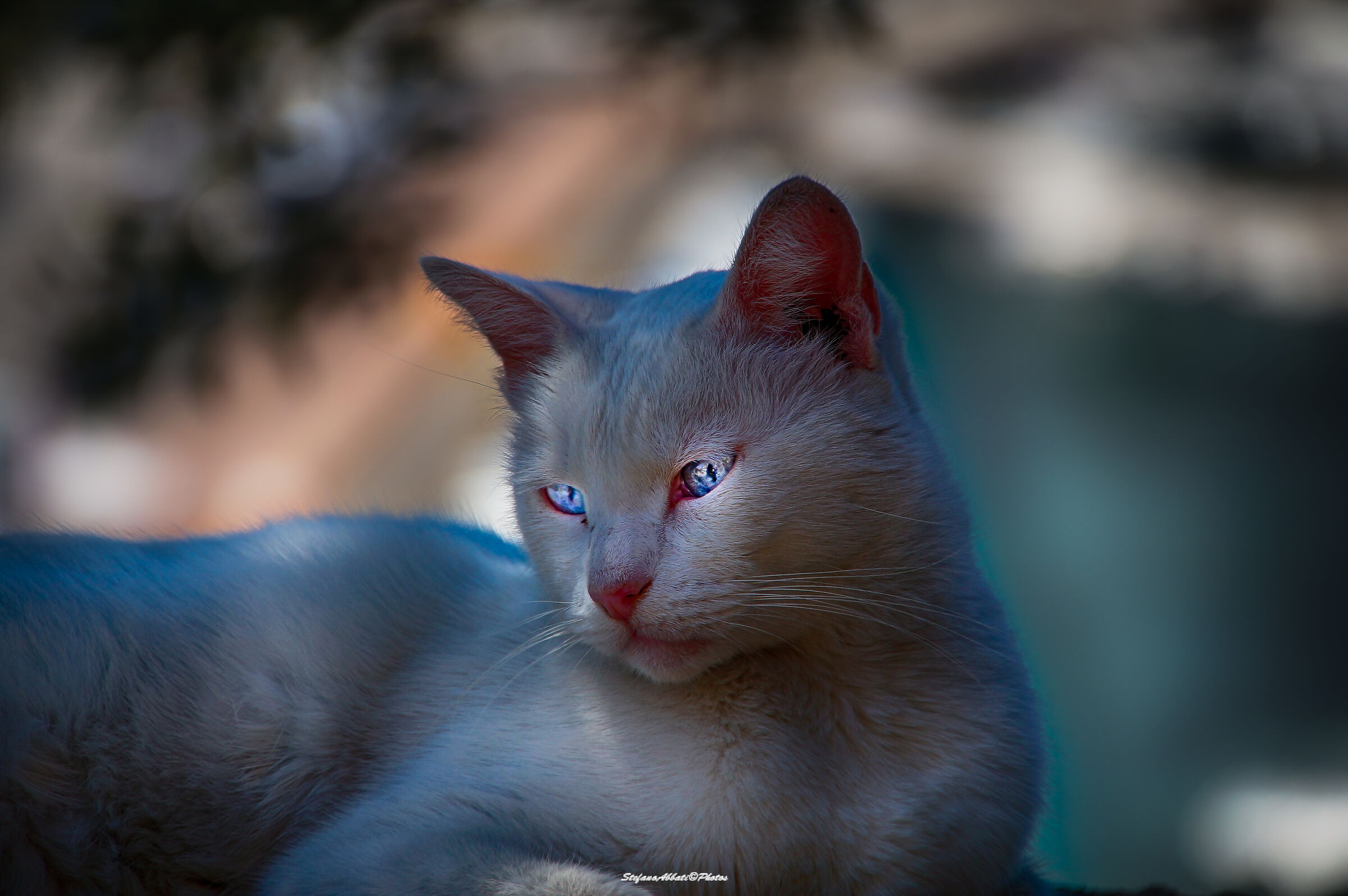 Cat (HDR processing)