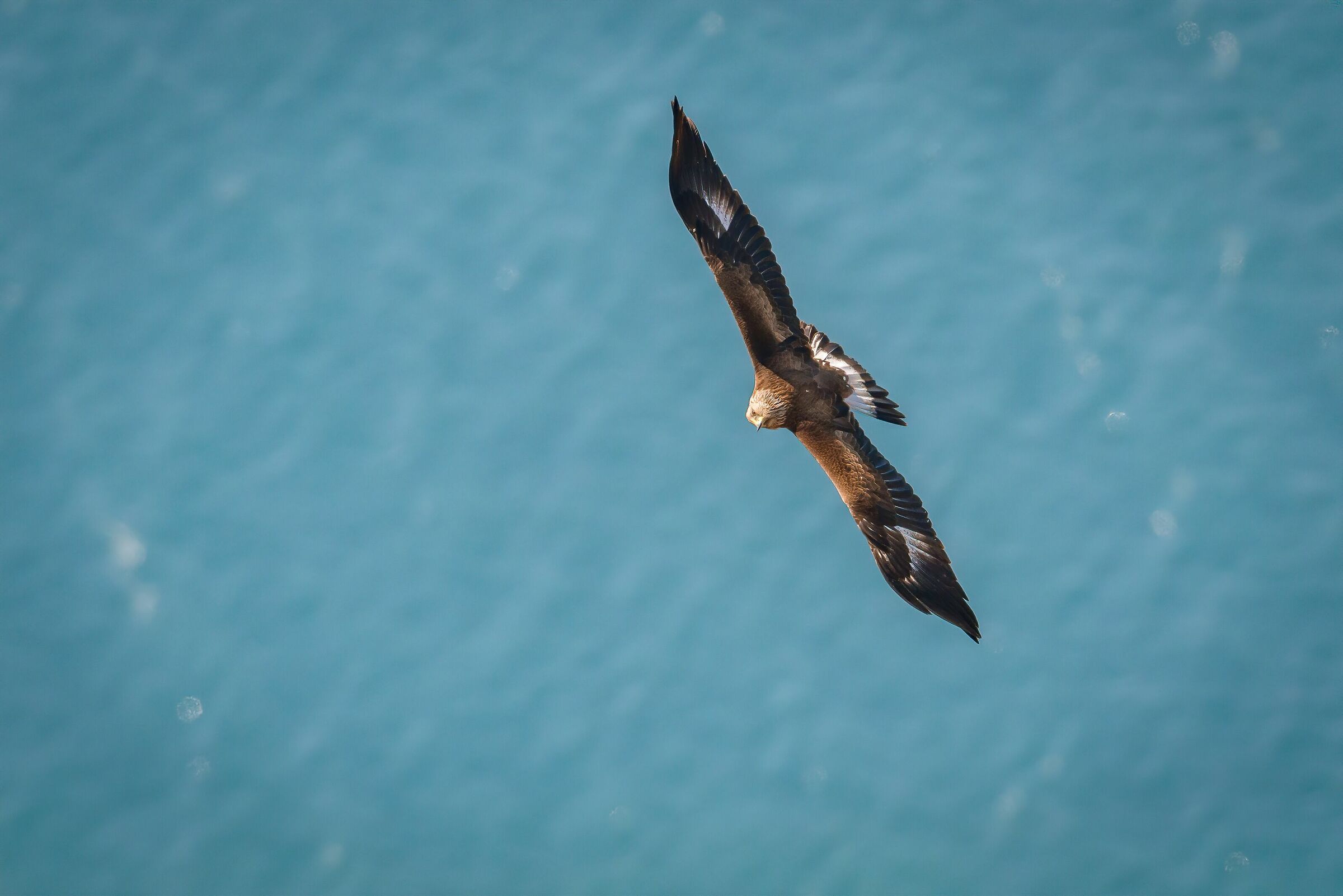 Giovane Aquila Reale sul Garda