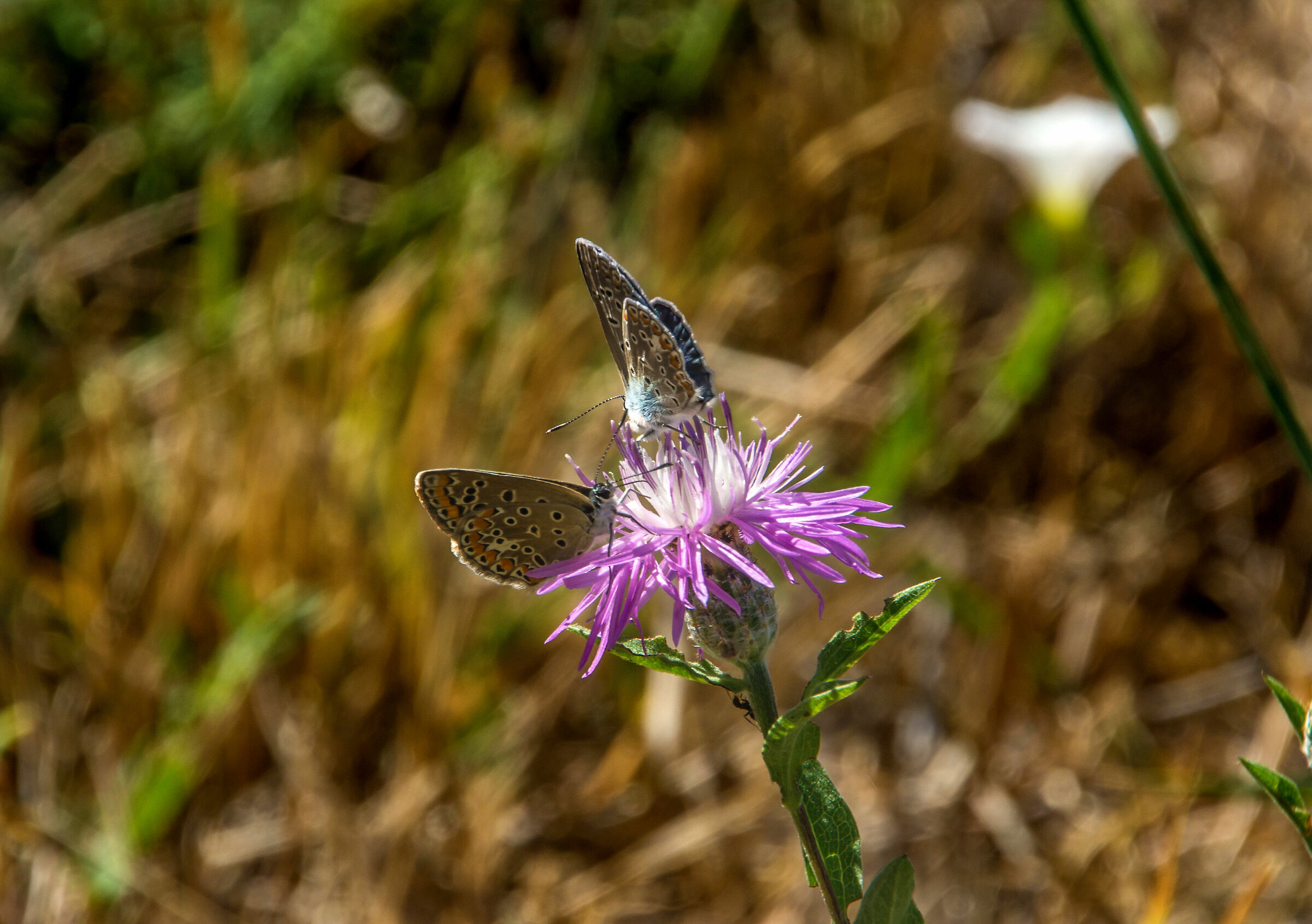 Coppia colorata