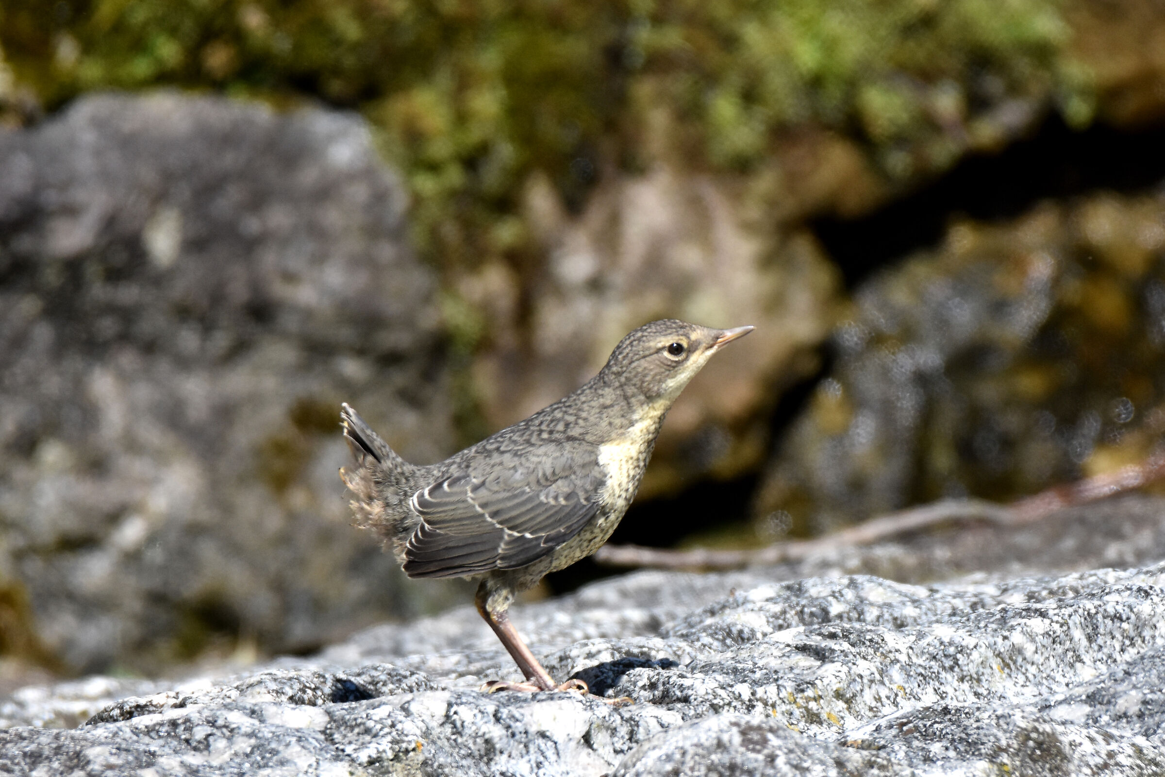 piccolo appena uscito dal nido