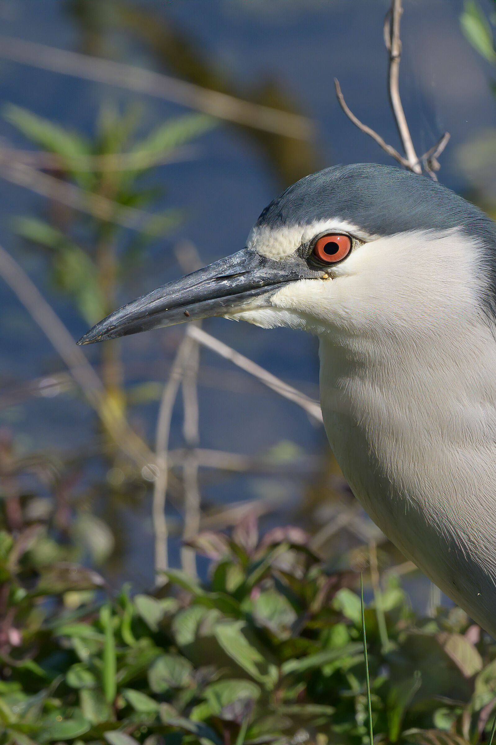 Portrait Night Heron