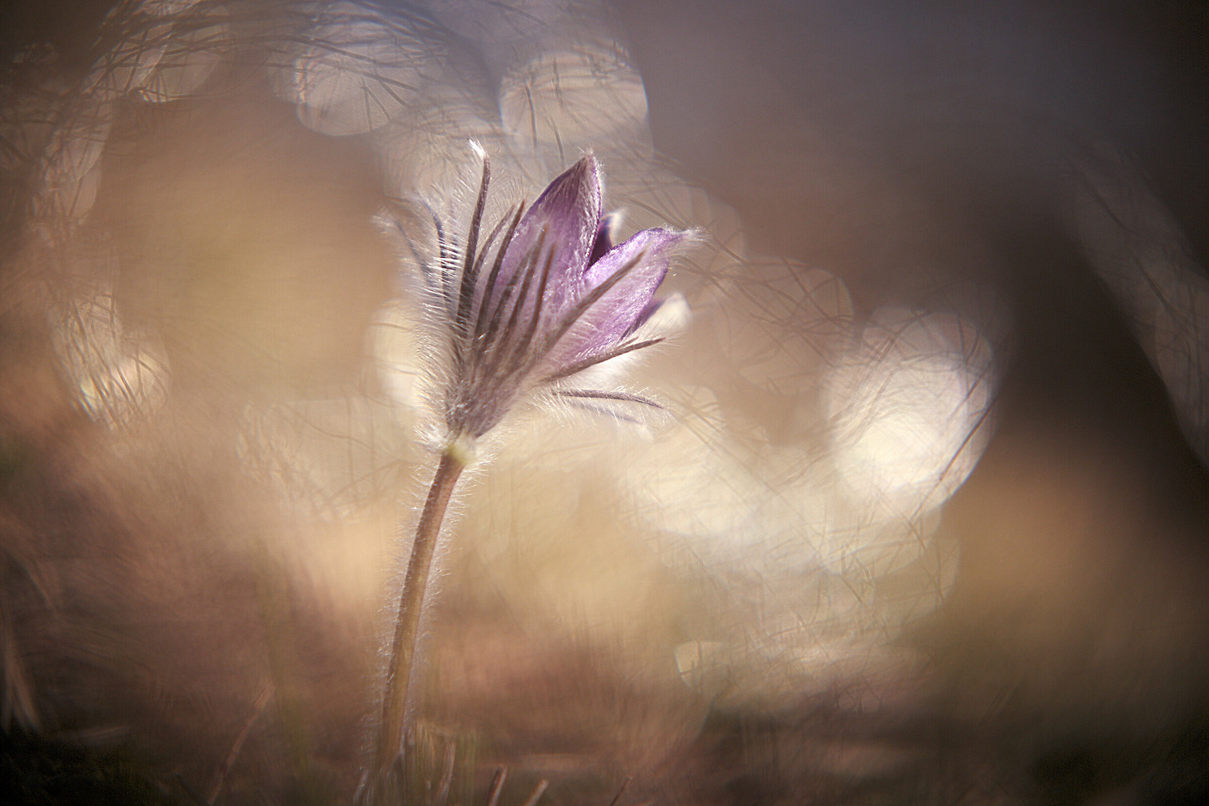 For this year my last Pulsatilla
